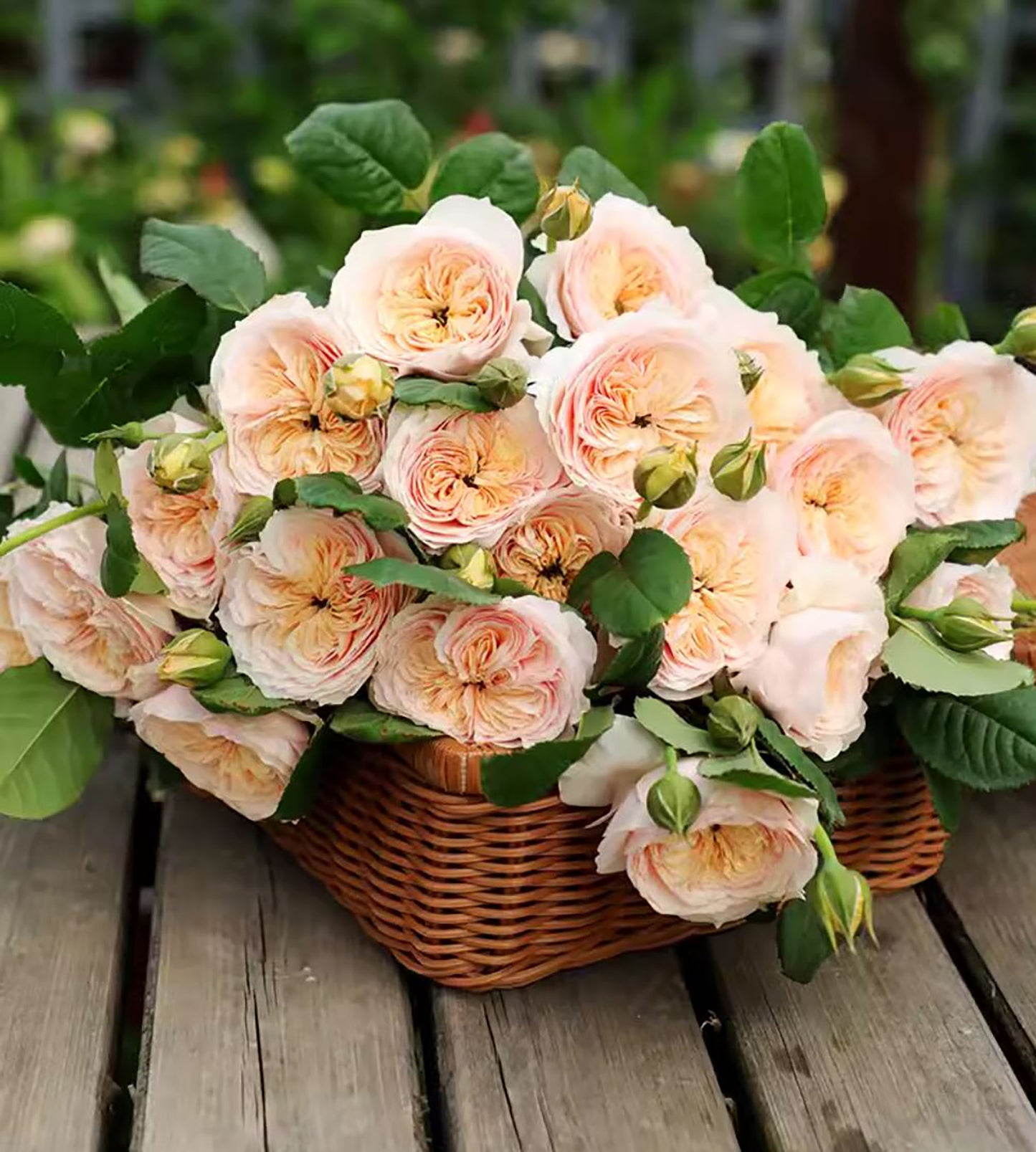#SPC215, HanXian 涵仙,Climbing and Shrub Rose, Non-Grafted/Own Root.