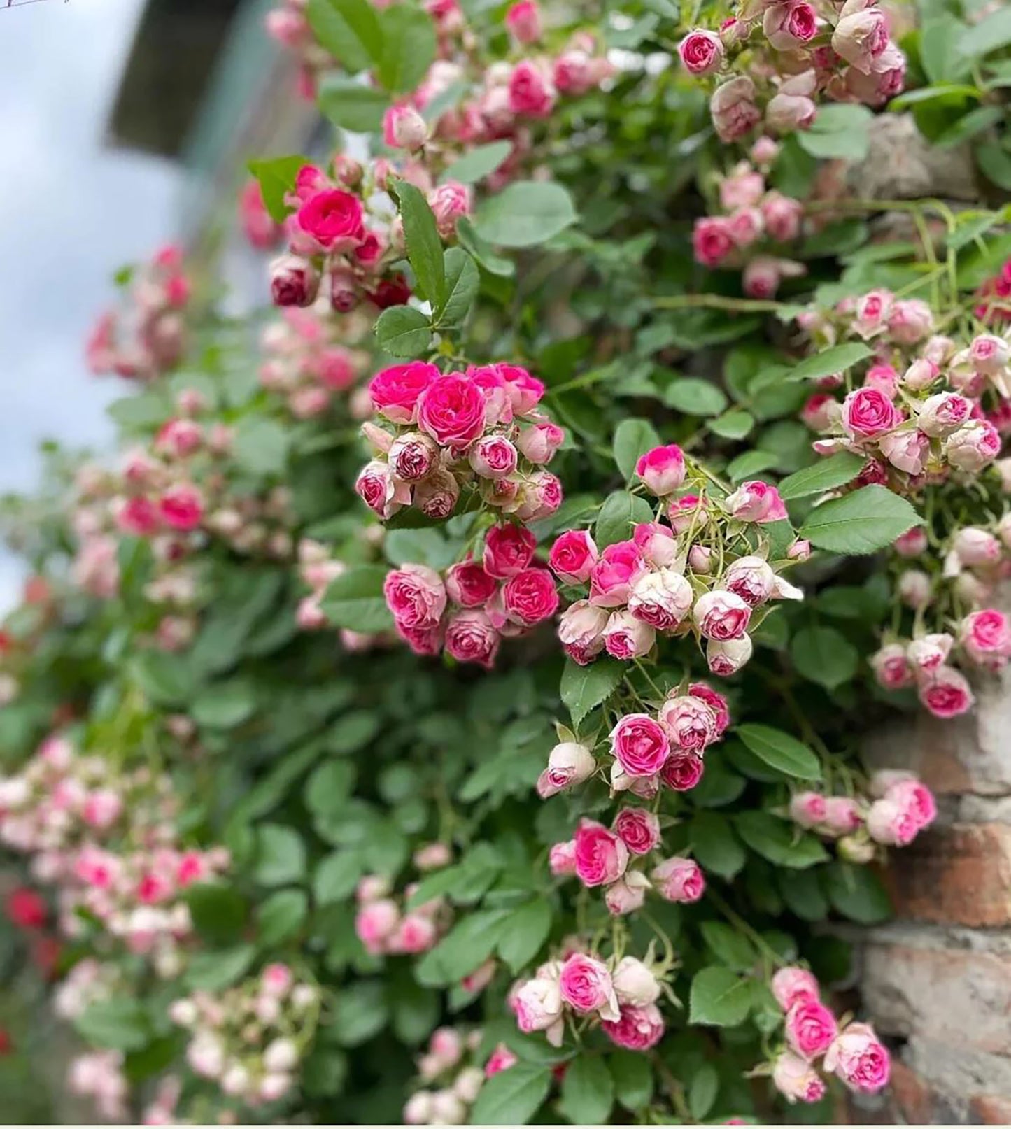 #SPC230,Rouge Pearls 胭脂扣, Climbing Rose,Heat-tolerant, disease-resistant, Non-Grafted/Own Root.