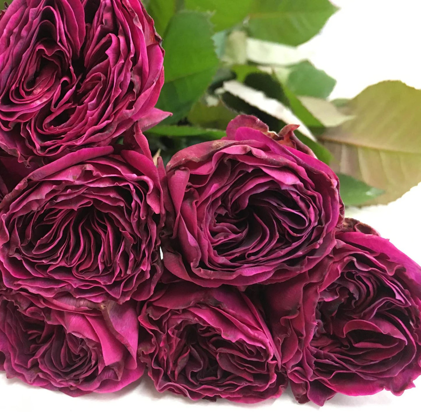 #SPJ079, Hiraku 蓝莓戒指, Japanese Florist Shrub Rose, Non-Grafted/Own Root.