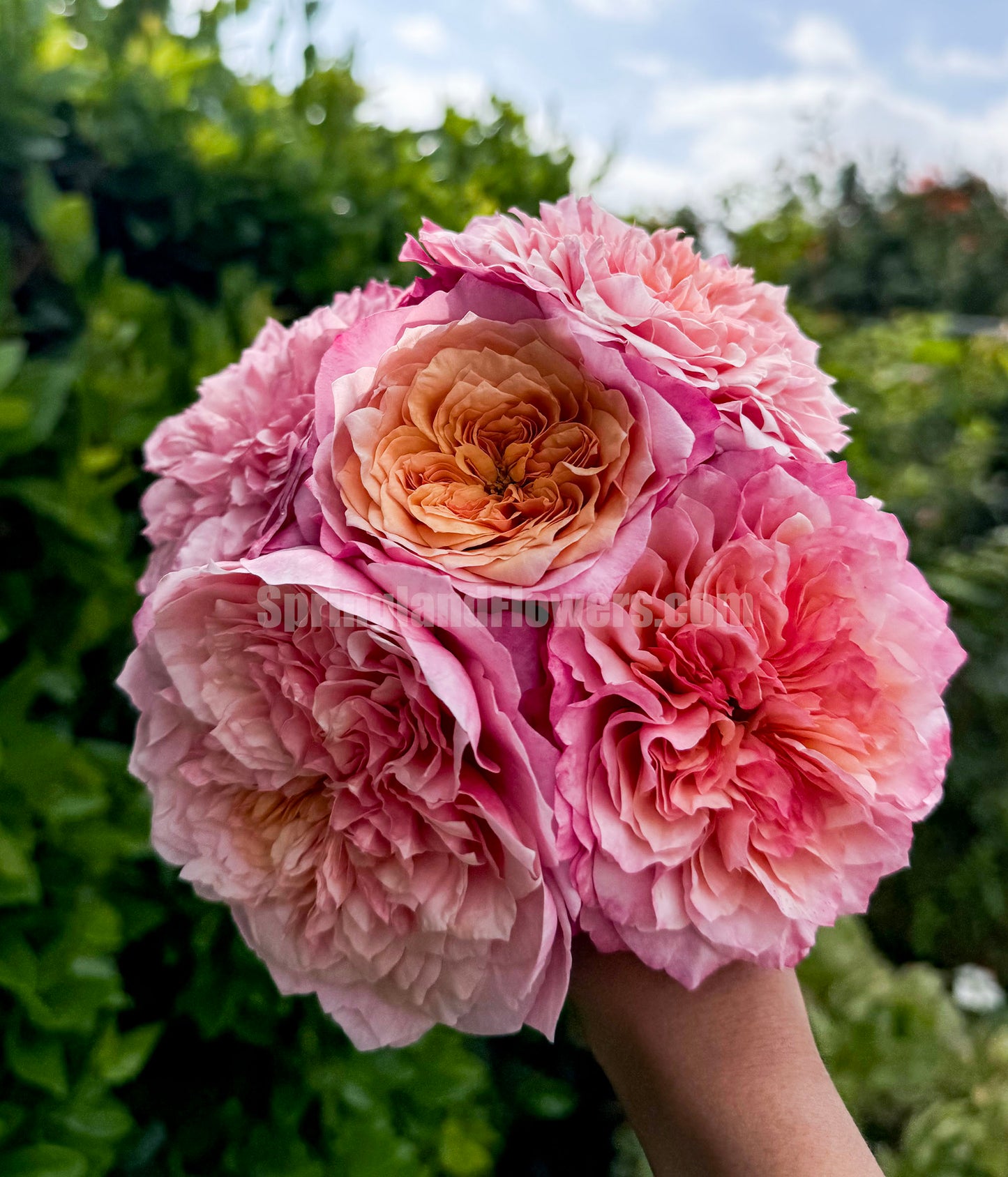 #SPJ035, Miyabi 雅,Florist Shrub Rose, Non-Grafted/Own Root.