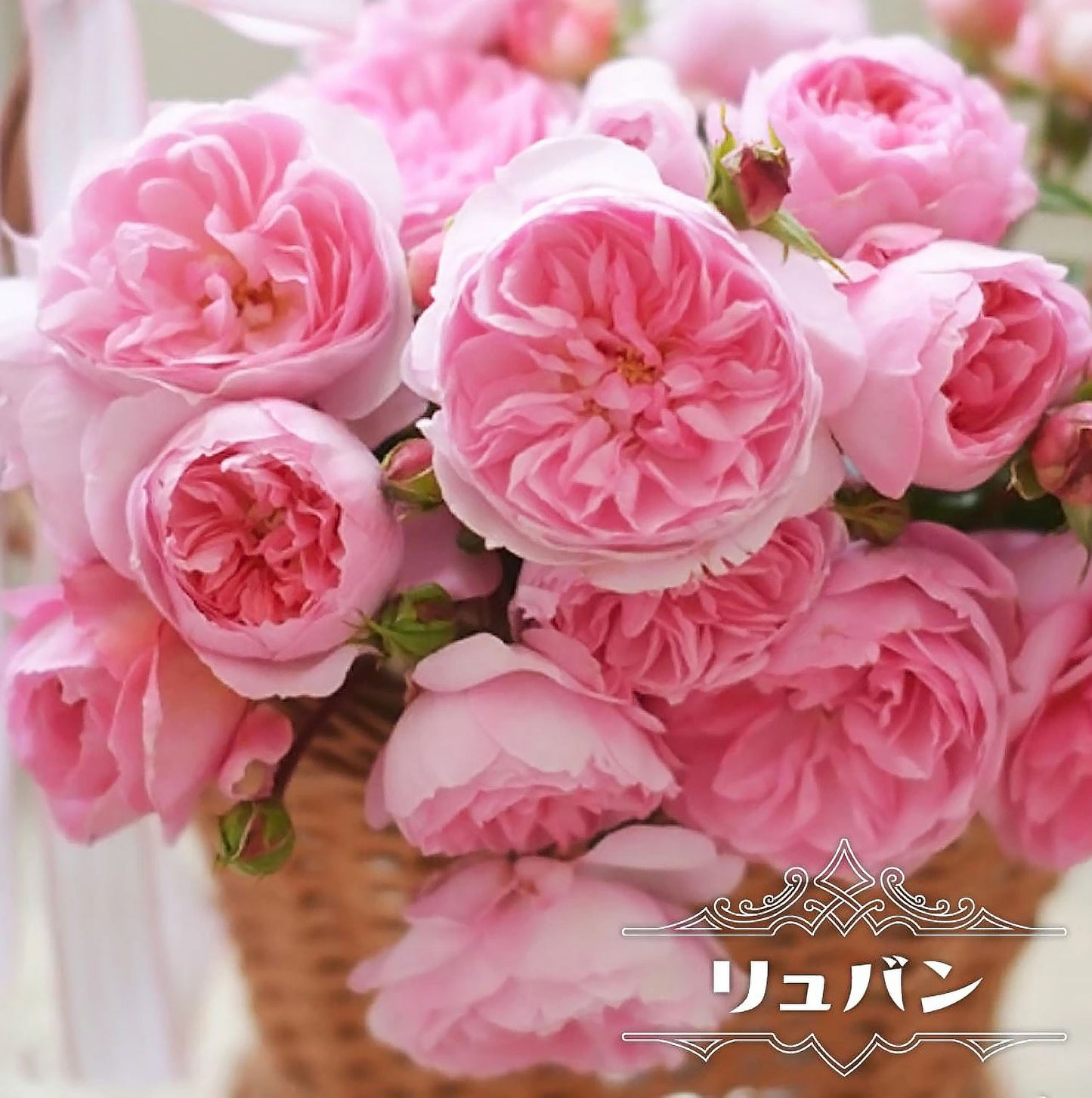 #SPJ139,Ruban 河本丝带,Japanese Floribunda Rose, Non-Grafted/Own Root.