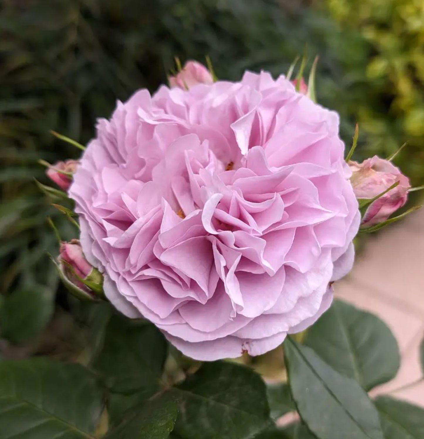 #SPJ132,NEW ! 2023. Rêverie 河本梦想, Japanese Floribunda Rose, Non-Grafted/Own Root.