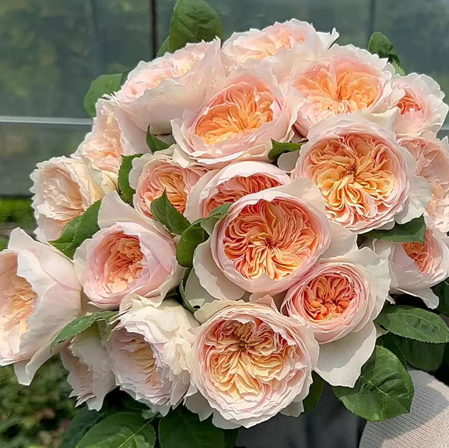 #SPC215, HanXian 涵仙,Climbing and Shrub Rose, Non-Grafted/Own Root.
