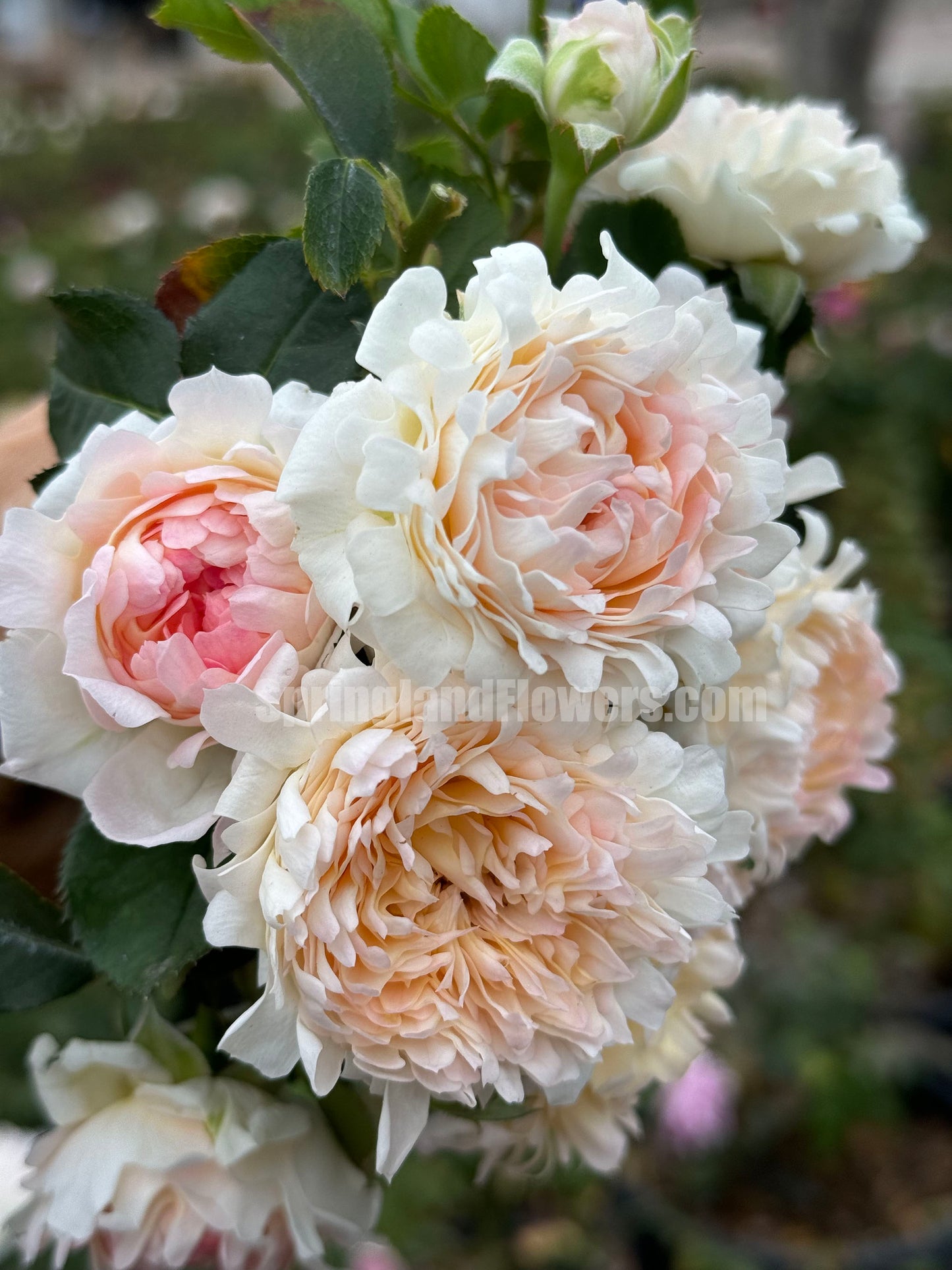 #SPN220, Peach Anemone 桃子海葵 , Shrub Rose,Heat-tolerant, disease-resistant, Thornless, Non-Grafted/Own Root.