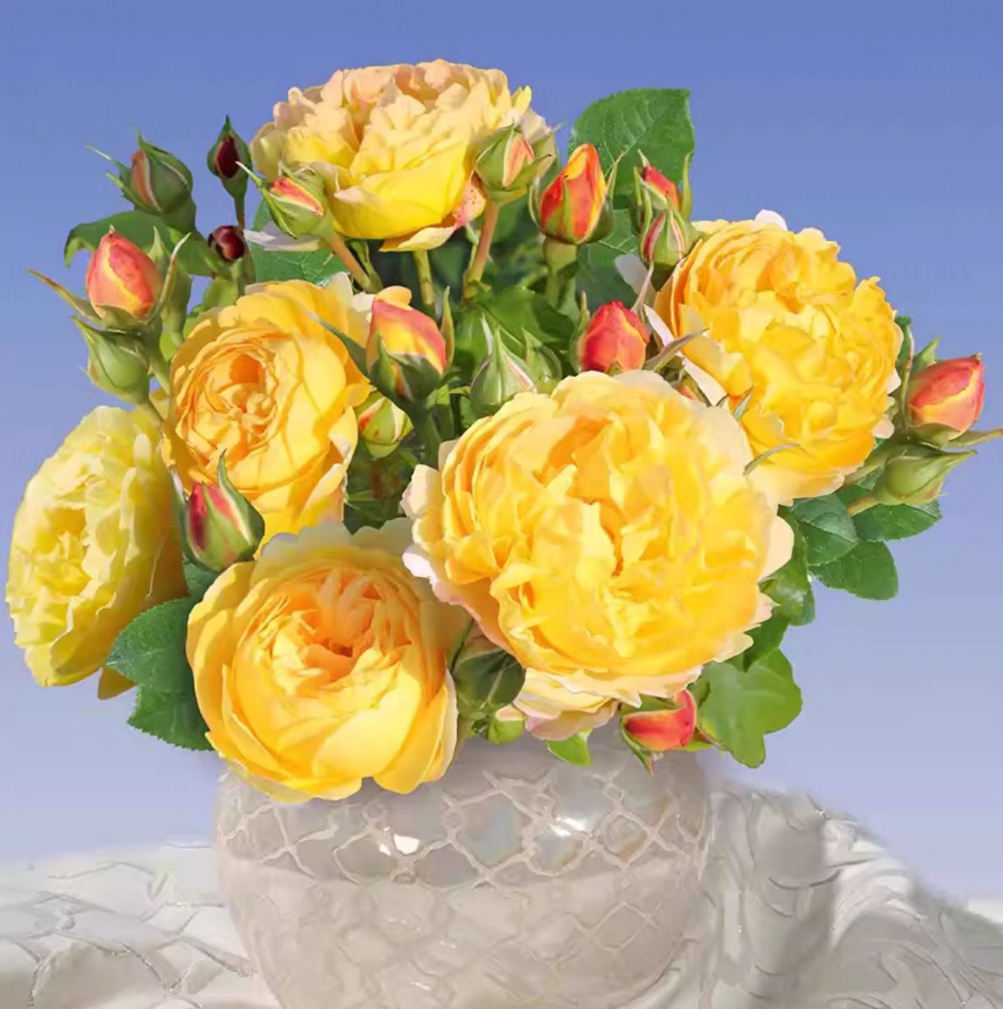 #SPF247,Extremely Similar to Chateau de Cheverny 黄金城堡,Climbing & Shrub Roses, Non-Grafted/Own Root.