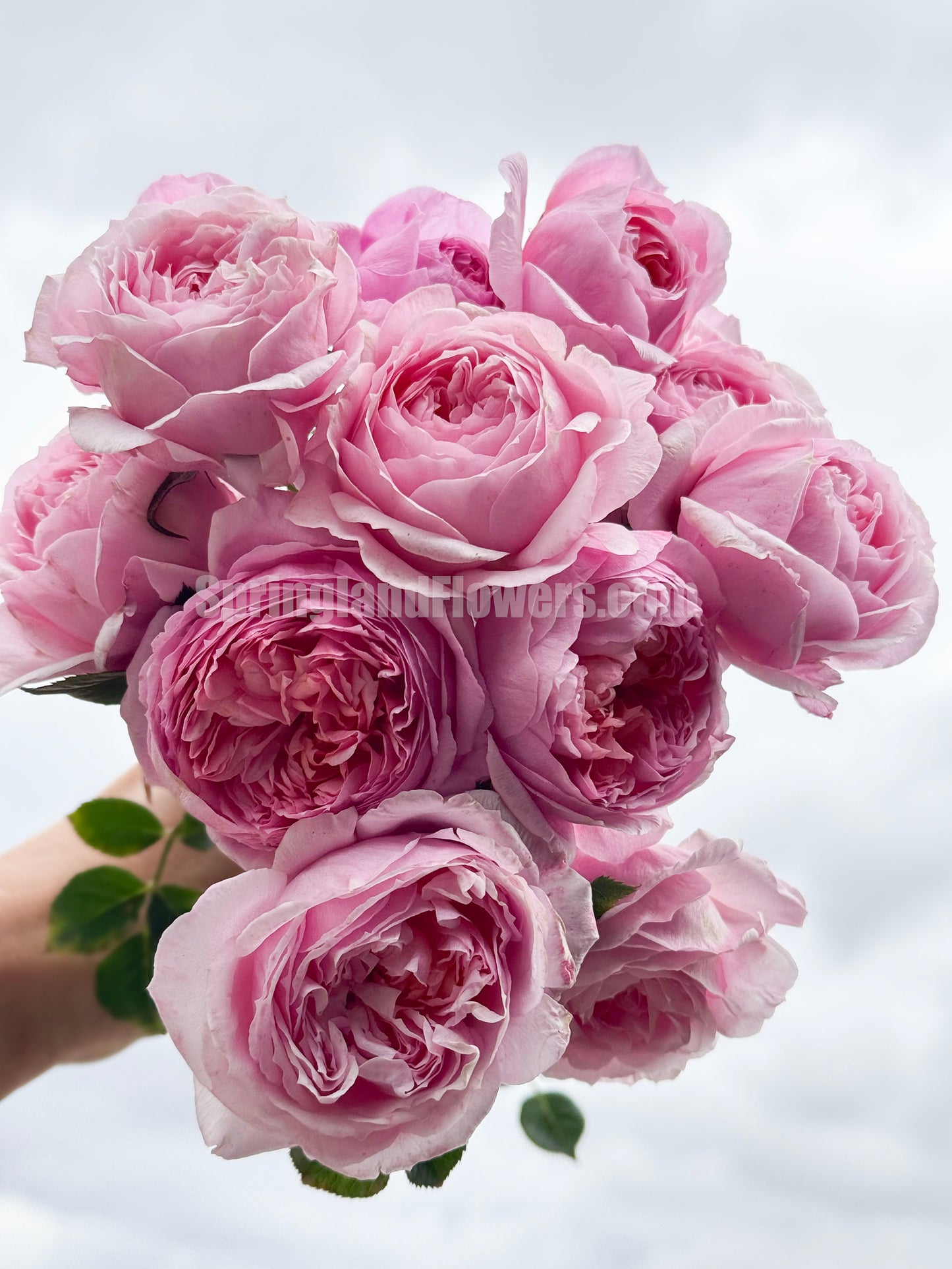 #SPJ159,Fée Clochette 铃之妖精, Floribunda Rose, Non-Grafted/Own Root.Yearlong flower buds. Perfect for small gardens.