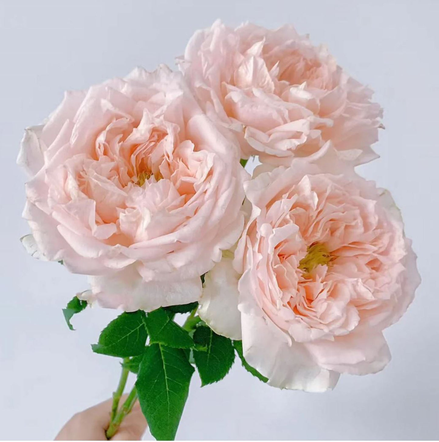 #SPJ115, Flow 涌流, Japanese Florist Shrub Rose.