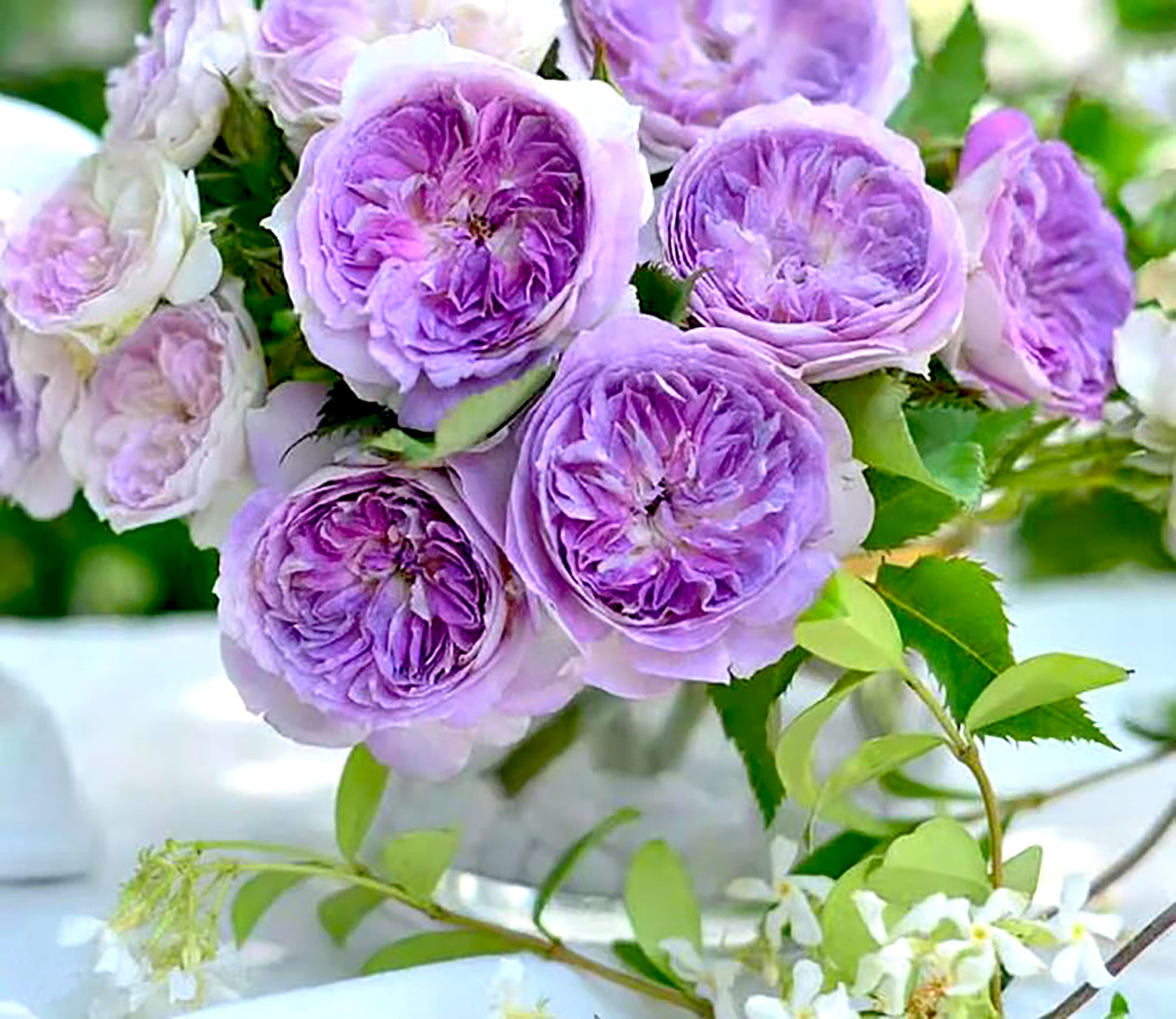 #SPJ012 , Blue Moon Stone 蓝月石, Japanese Floribunda Rose, Non-Grafted/Own Root.