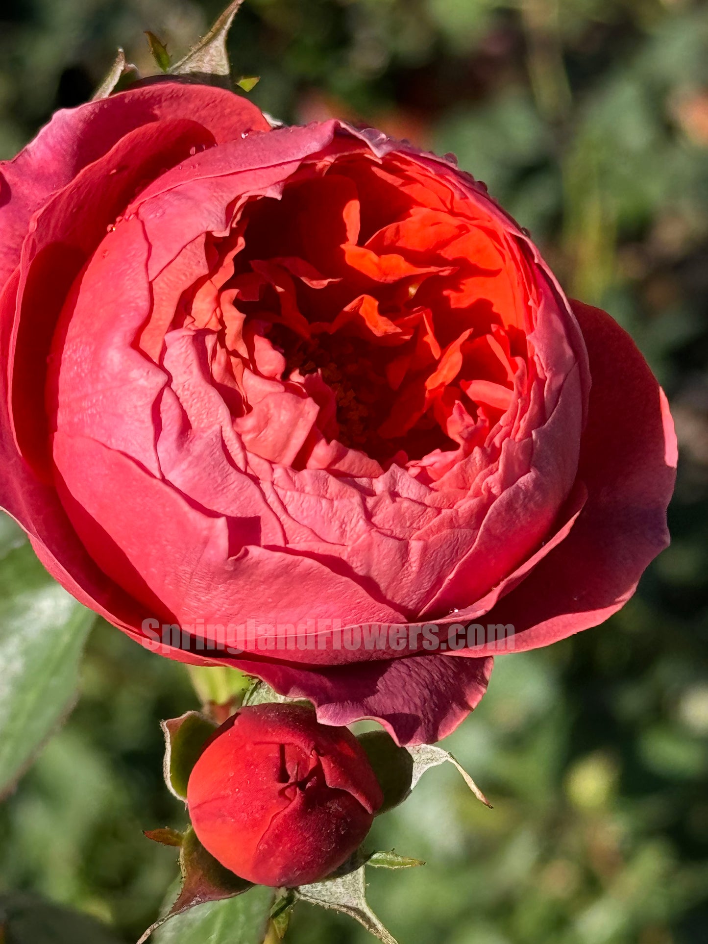 #SPC193, Cinnabar Bowl (Zhusha Wan) 朱砂碗,Chinese Rose, Non-Grafted/Own Root.