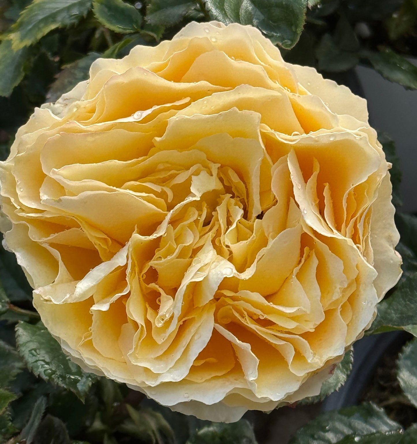 #SPJ087,Shining Smile 阳光笑容, Japanese Florist Shrub Rose, Non-Grafted/Own Root.