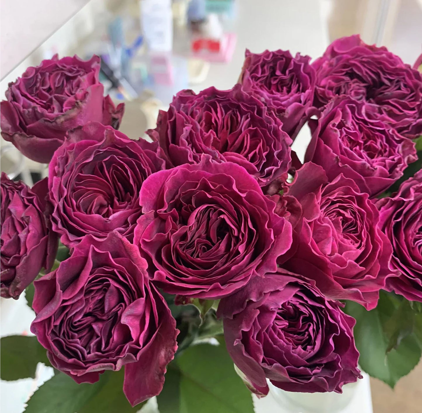 #SPJ079, Hiraku 蓝莓戒指, Japanese Florist Shrub Rose, Non-Grafted/Own Root.