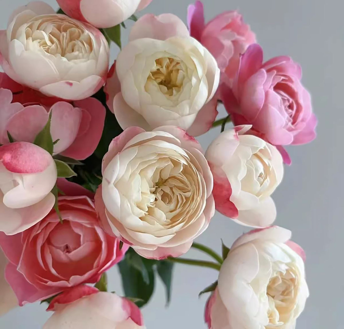 #SPJ180,Mon Amour 和室 , Japanese Shrub Rose, Non-Grafted/Own Root.