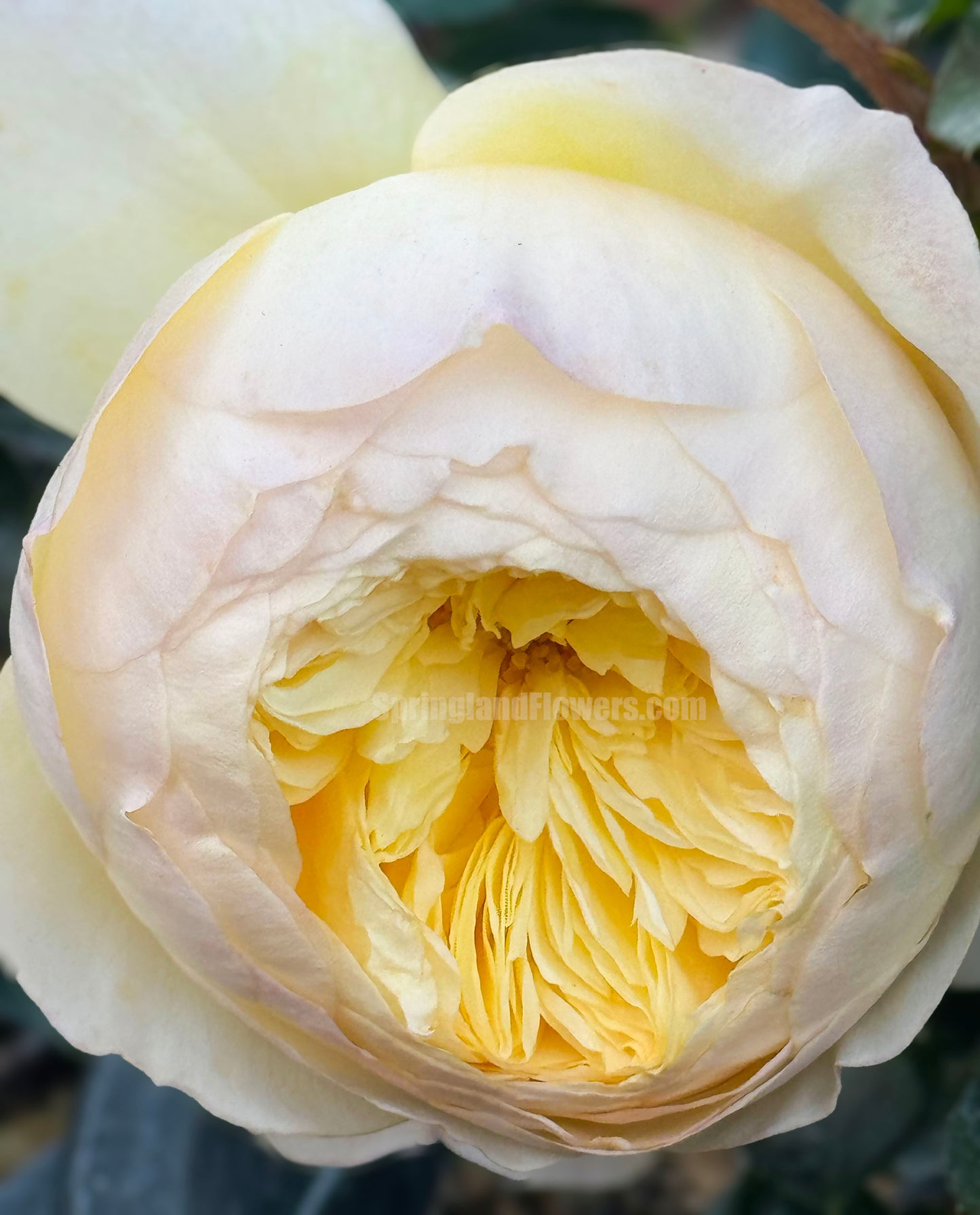 Bird's Whisper 雀啾 , Shrub Rose, Long Blooming Period, Resilience To High Humidity And Heat,Strong Disease Resistance, Own Root.