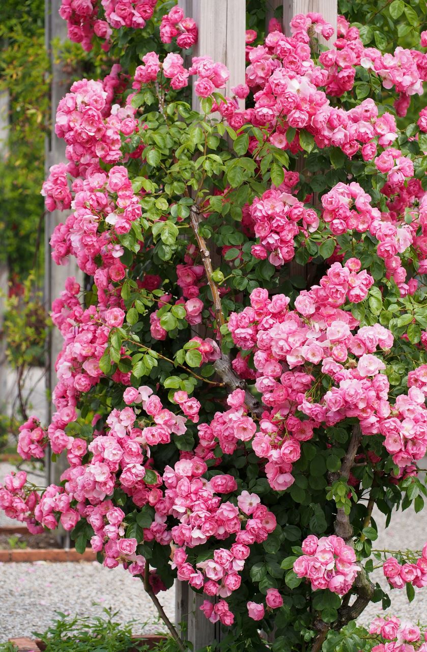 #SPG006 ,Angela 安吉拉, Floribunda, Climbing Rose. Non-Grafted/Own Root.