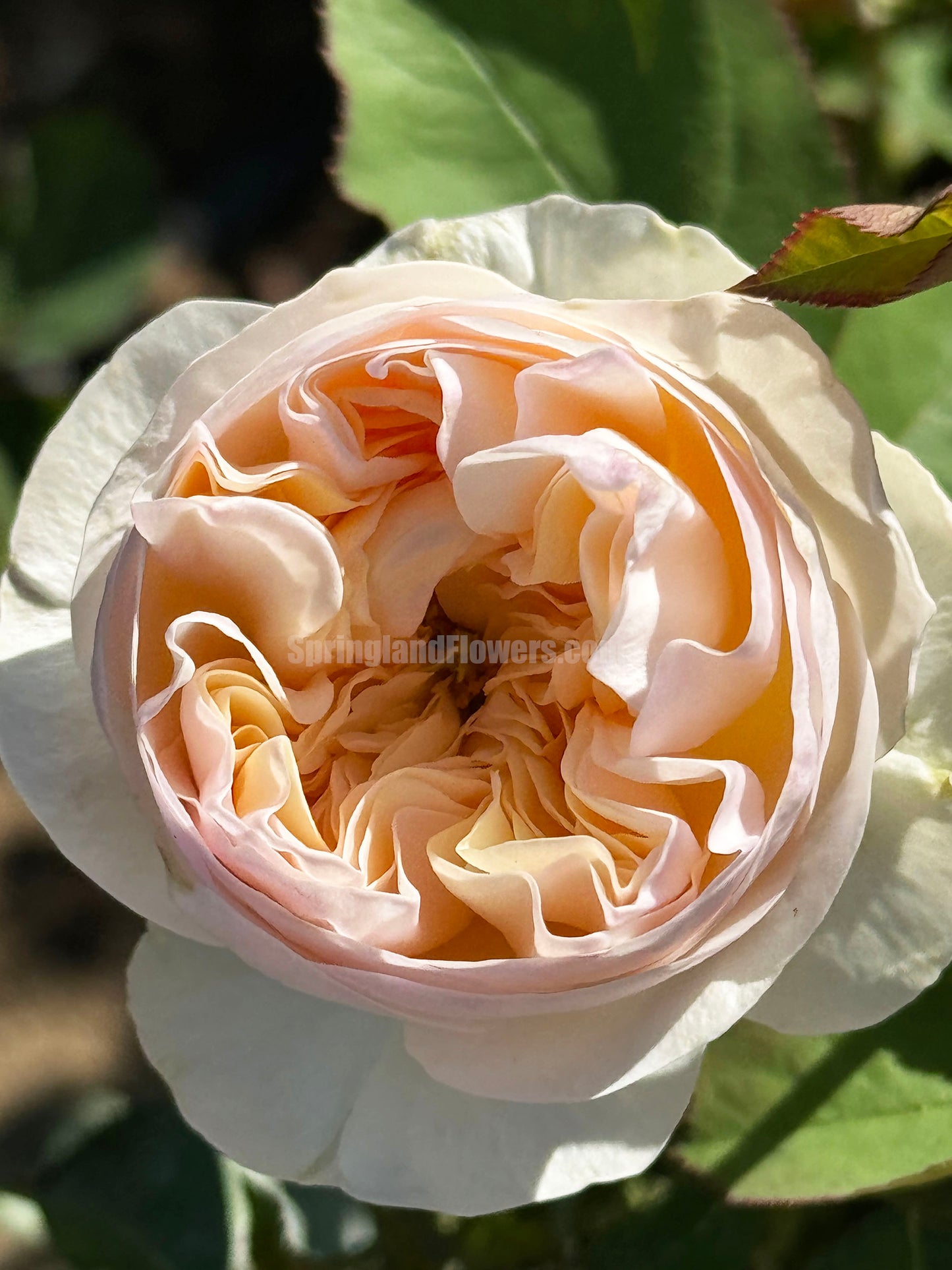 #SPJ152, Extremely Similar to Tinkerbell 昭君,Florist Shrub Rose, Non-Grafted/Own Root.