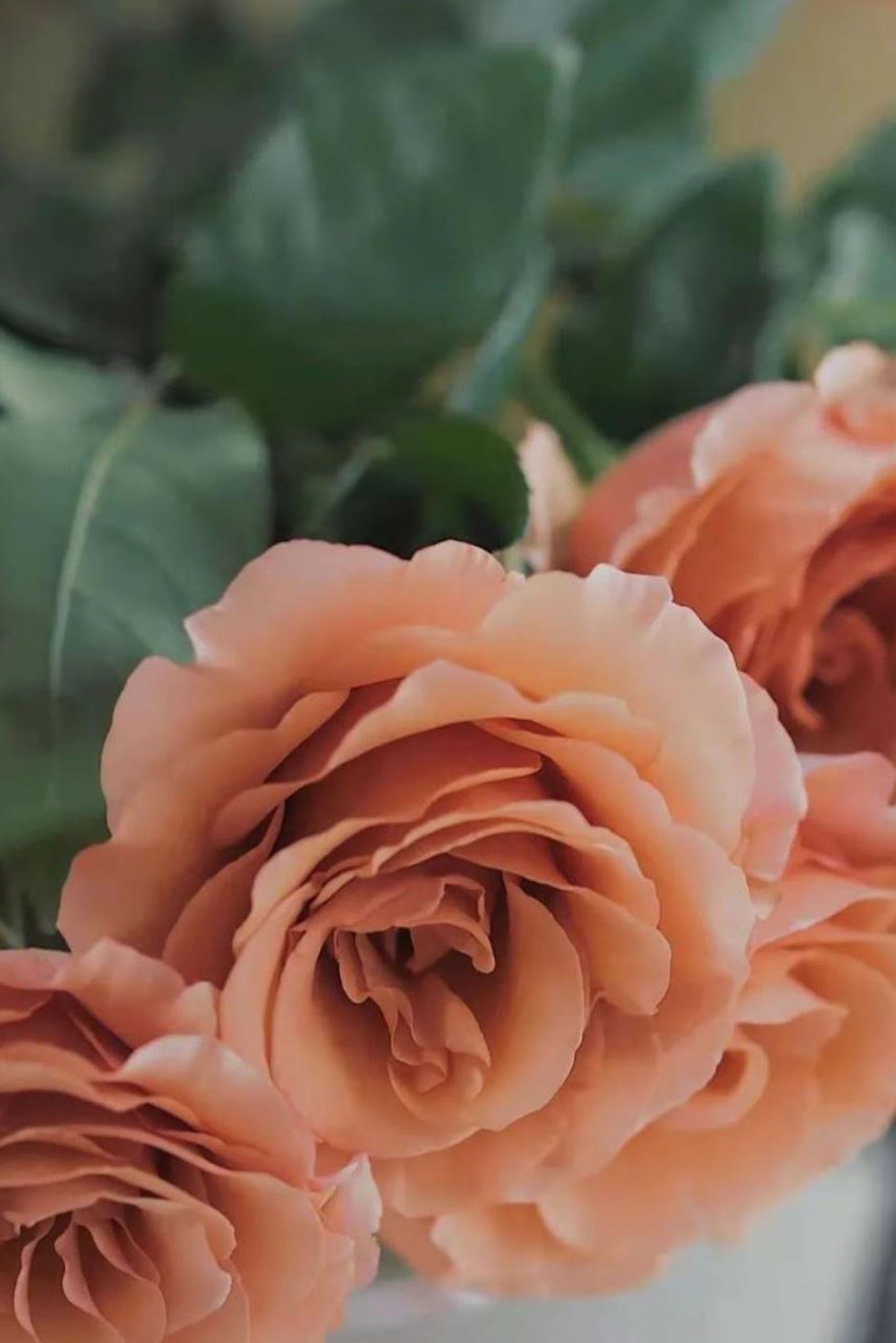 RP Moab 莫泊,Florist Shrub Rose,Upright, Heat-tolerant, disease-resistant, Non-Grafted/Own Root.