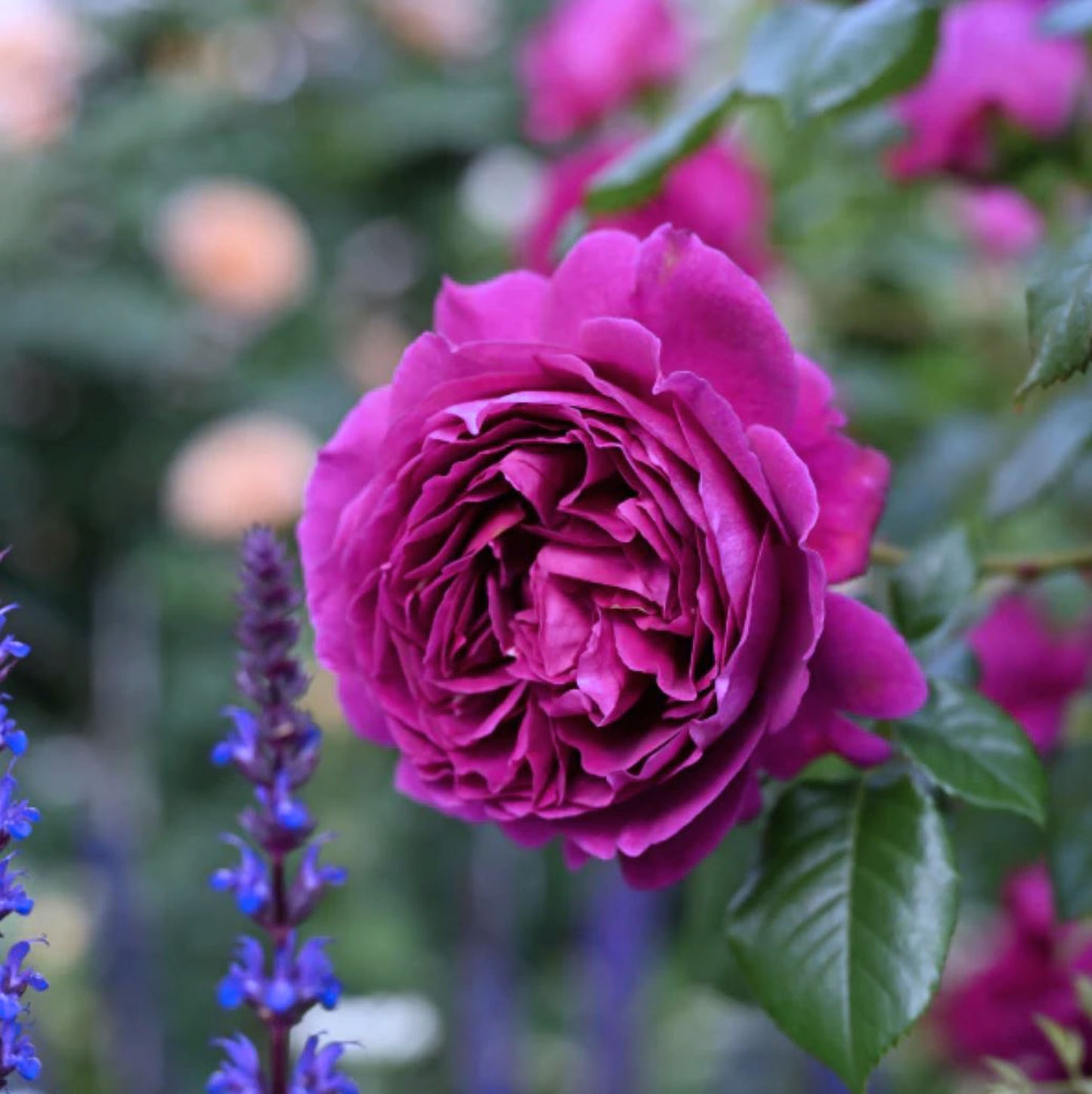 #SPJ138,NEW ! 2023. Extremely Similar to Le Temps Des Cerises 樱桃时节,Japanese Floribunda Rose, Non-Grafted/Own Root.