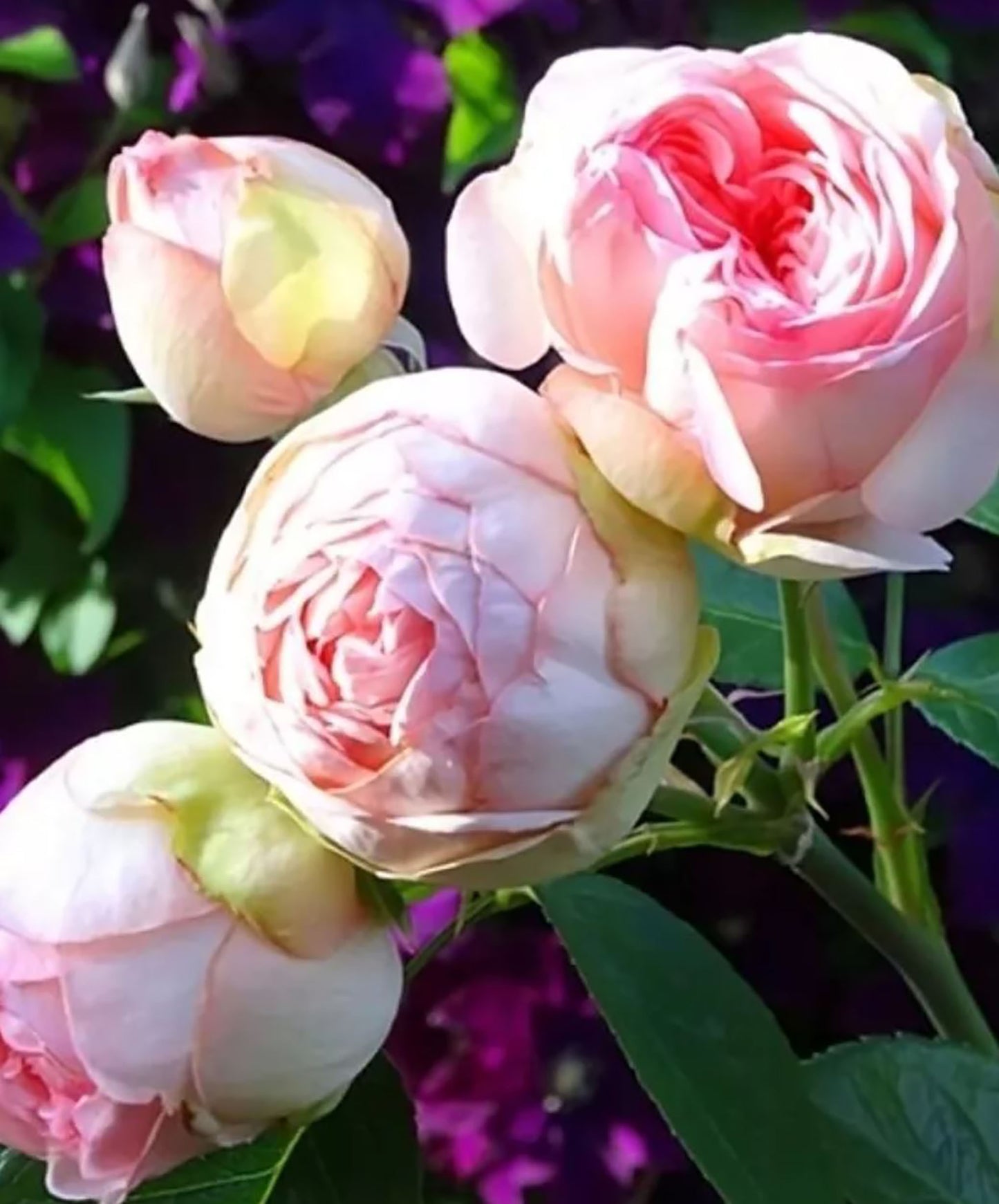 #SPG031,Charming Piano 妩媚钢琴, German Florist Shrub Rose, Non-Grafted/Own Root.