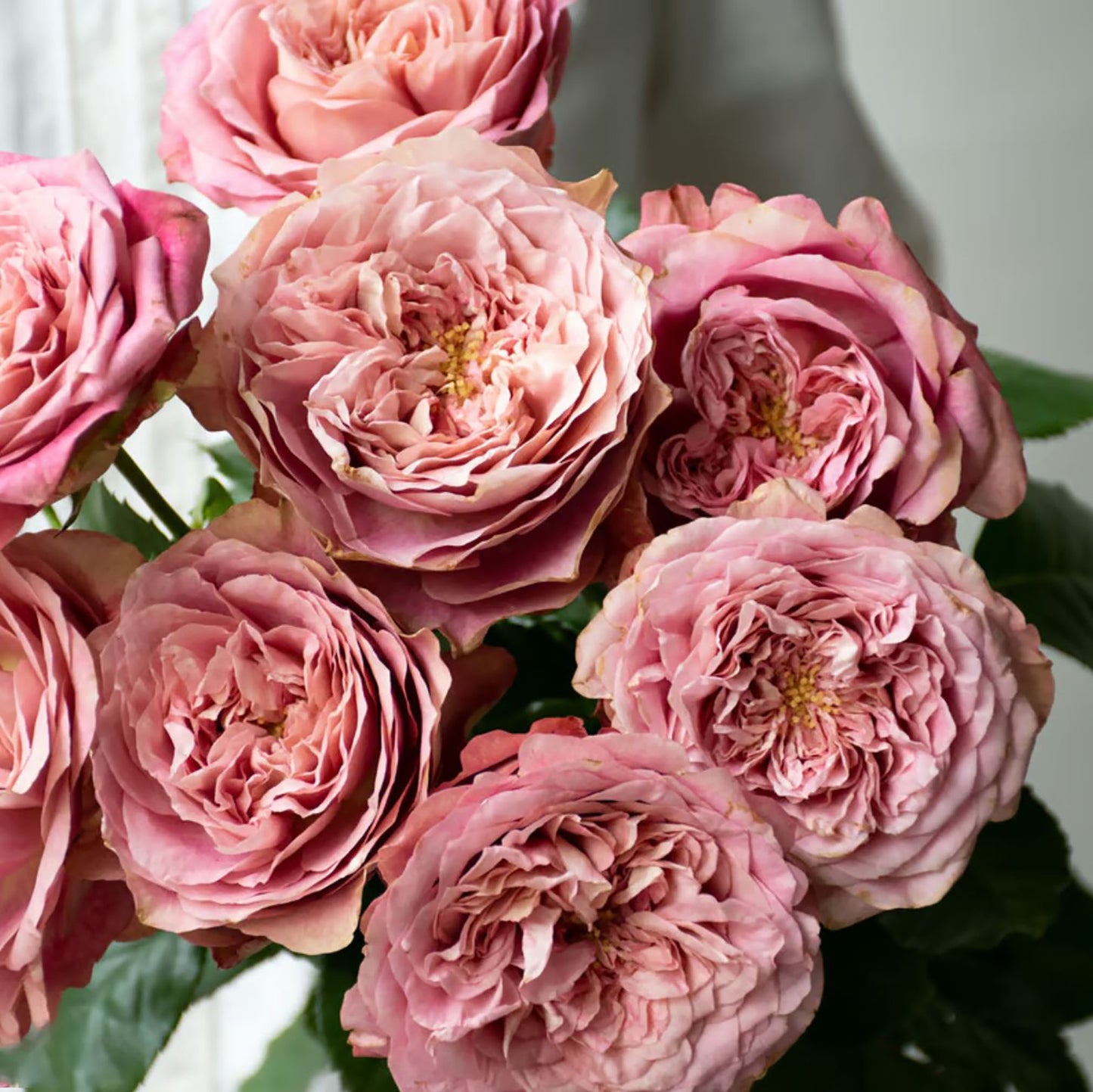 #SPJ106, Last Night on Earth 地球末夜,Japanese Shrub Rose, Non-Grafted/Own Root.