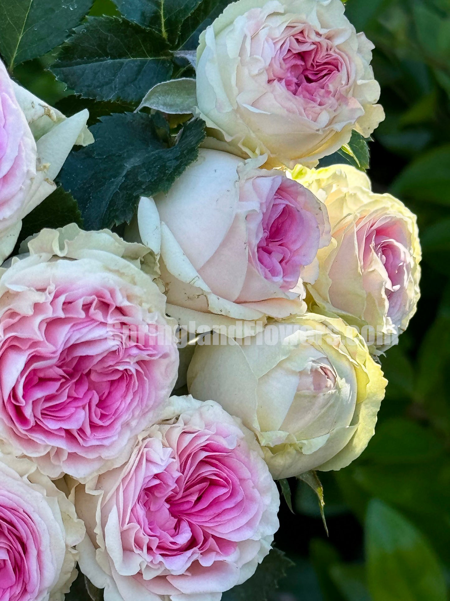 #SPN057,extremely similar to Gelato 冰淇淋, Netherlands Florist Floribunda Rose,Heat-tolerant, disease-resistant, Non-Grafted/Own Root.