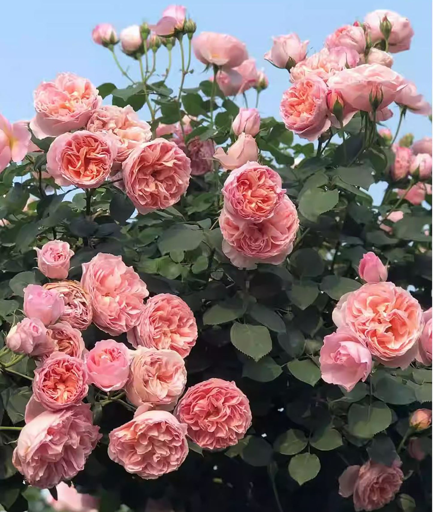 #SPF034,Dames de Chenonceau 舍农索城堡的女士,Climbing & Shrub Roses, Non-Grafted/Own Root.