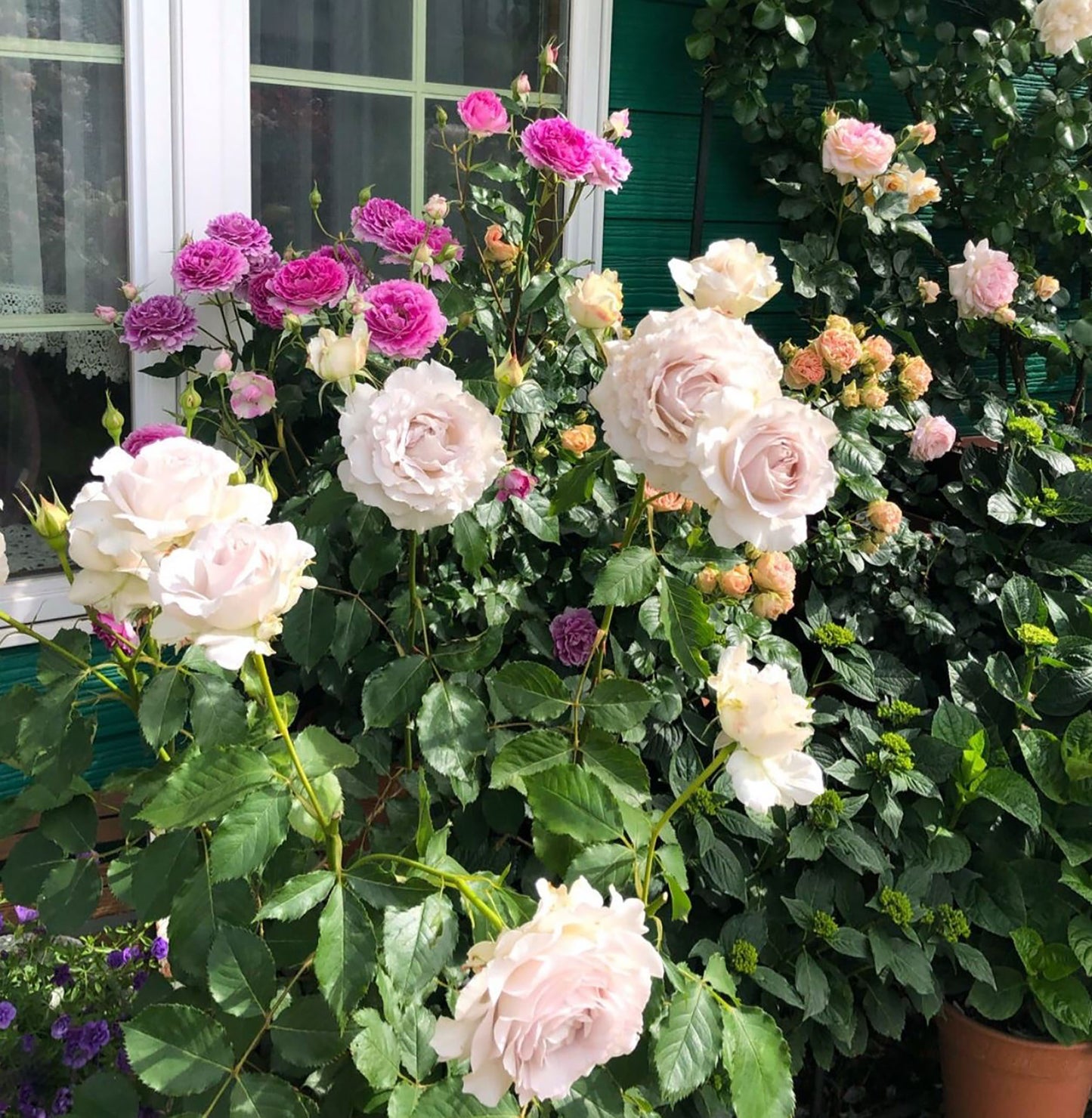 #SPJ101,Saphiret 莎菲天使 , Japanese Shrub Rose,Non-Grafted/Own Root.