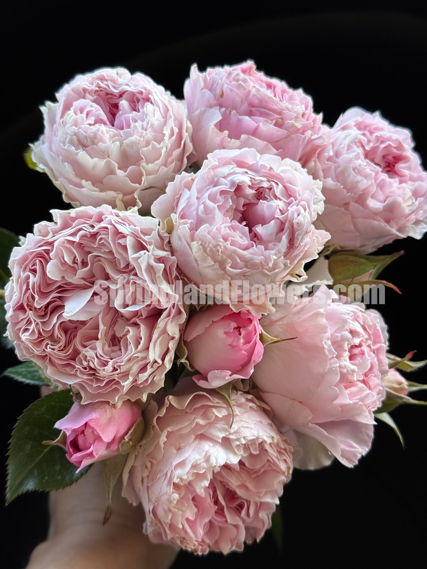 #SPC194, Princess Lace 公主蕾丝, Floribunda Rose, Non-Grafted/Own Root.