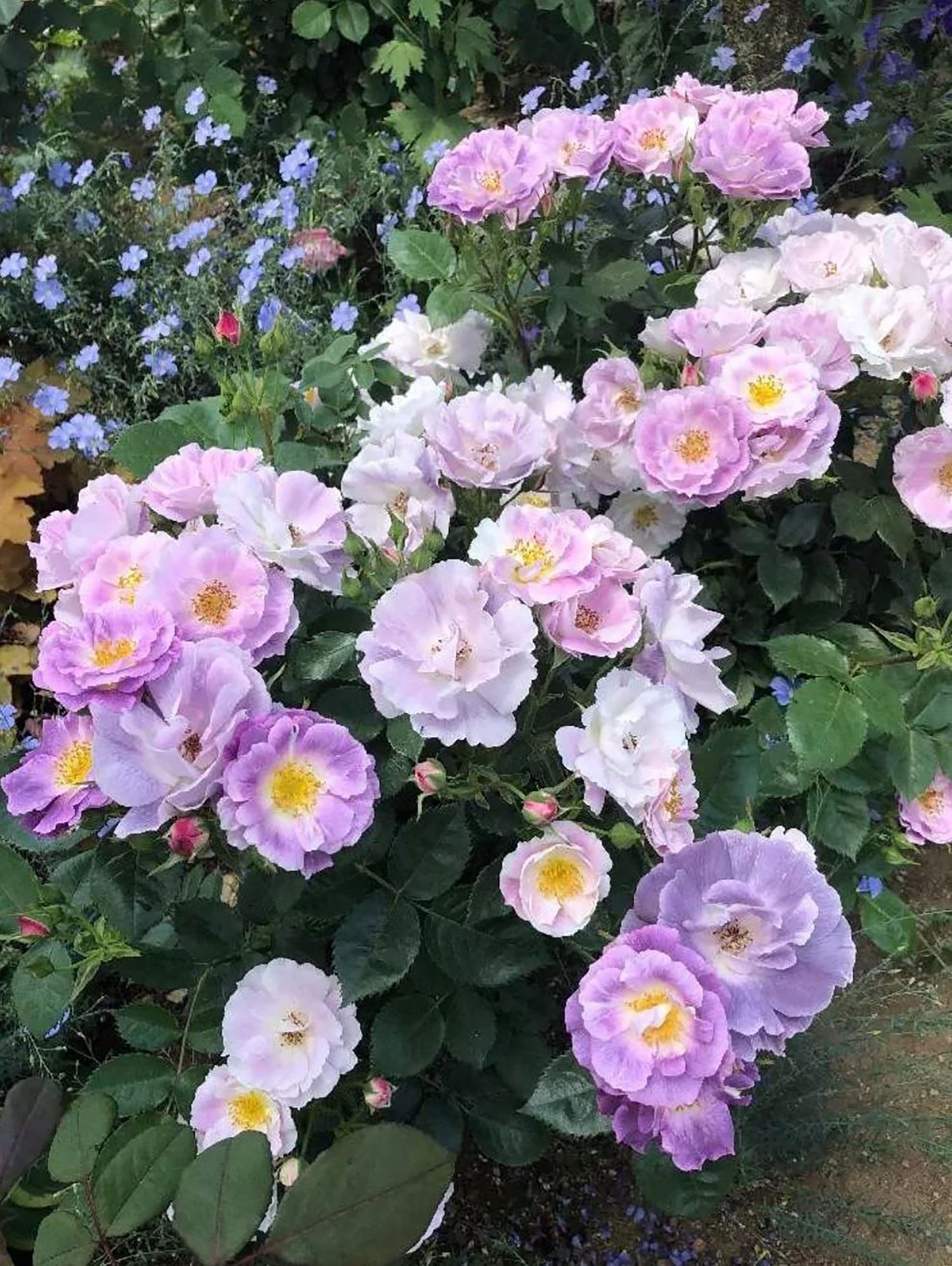 #SPE021, Blue For You 蓝色梦想 , Floribunda Rose, Non-Grafted/Own Root.