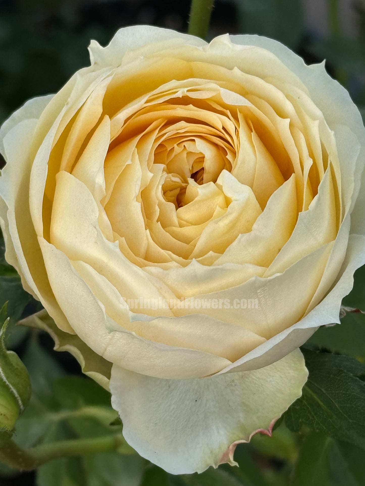 #SPG017 , Caramel Antike 焦糖古董, German Florist Shrub Rose, Non-Grafted/Own Root.