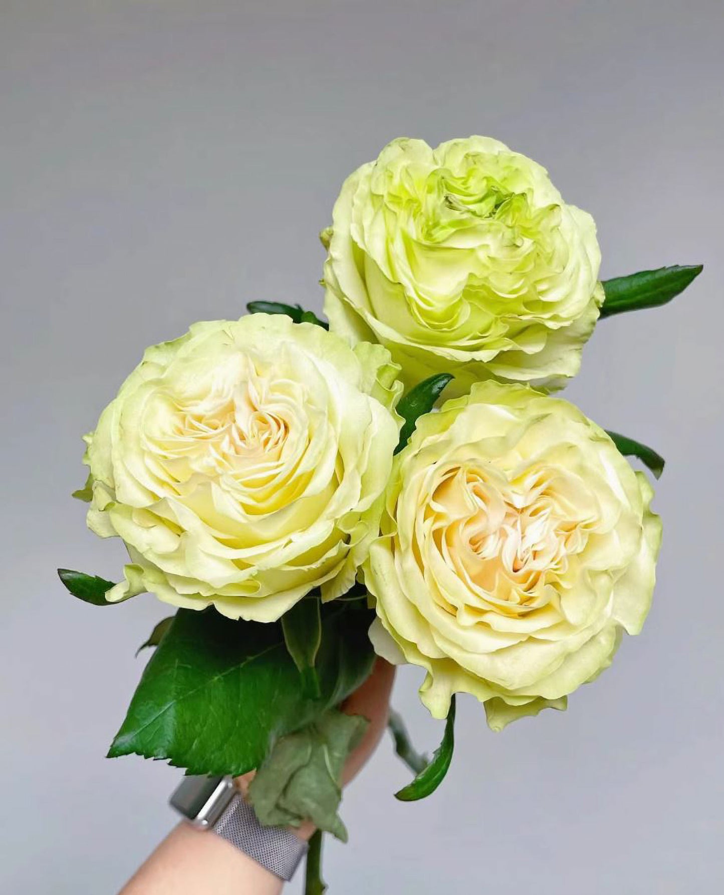 #SPN118,extremely similar to Dynamic 琉璃翠, Netherlands Florist Shrub Rose.
