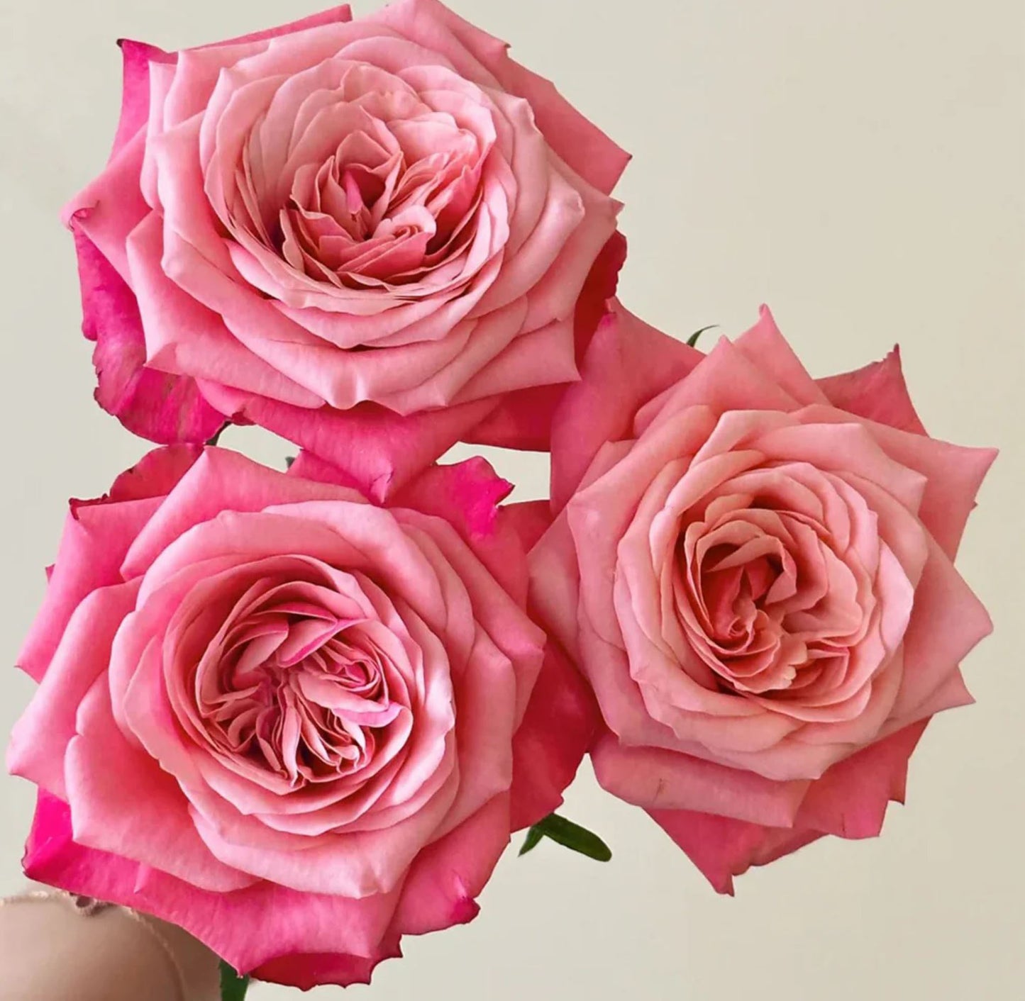 Alter Ego 闺蜜,French Floribunda Florists Rose. Upright,Heat-tolerant, disease-resistant, Non-Grafted/Own Root.
