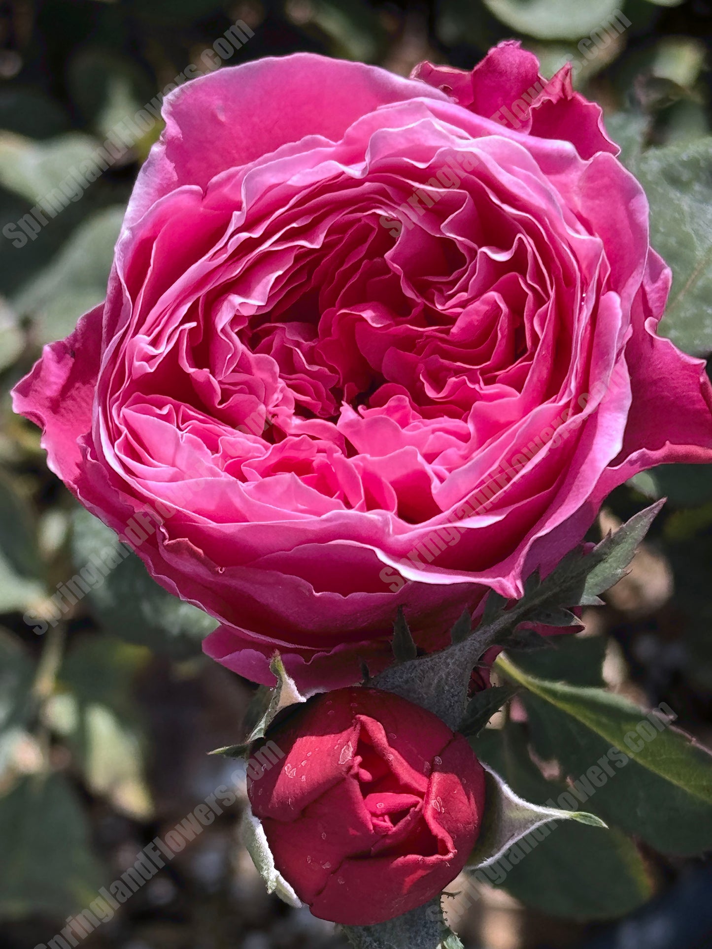 #SPJ110,Yu-zen 友禅, Japanese Florist Shrub Rose, Non-Grafted/Own Root.