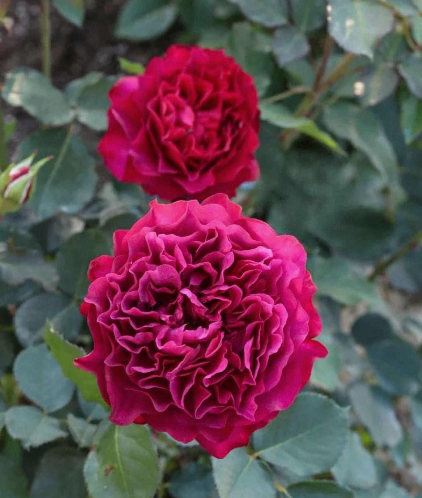 #SPJ148,Velvety Twilight 暮光之城,Japanese Floribunda Rose, Non-Grafted/Own Root.