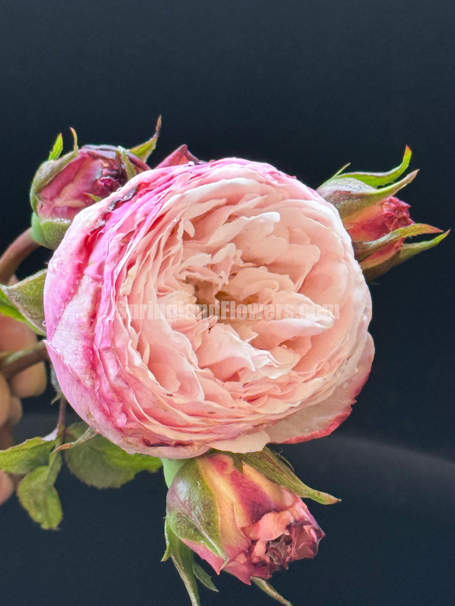 #SPJ121,Tomolove 明日爱,Japanese Floribunda Rose, Non-Grafted/Own Root.