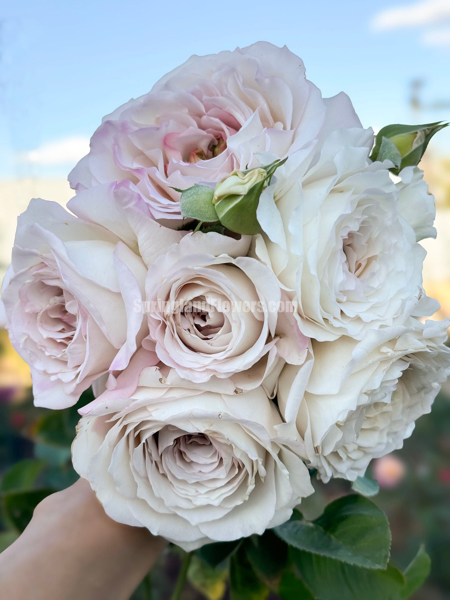#SPJ178,Milky Pearl 珍珠牛奶, Japanese Cutting Rose, Non-Grafted/Own Root.