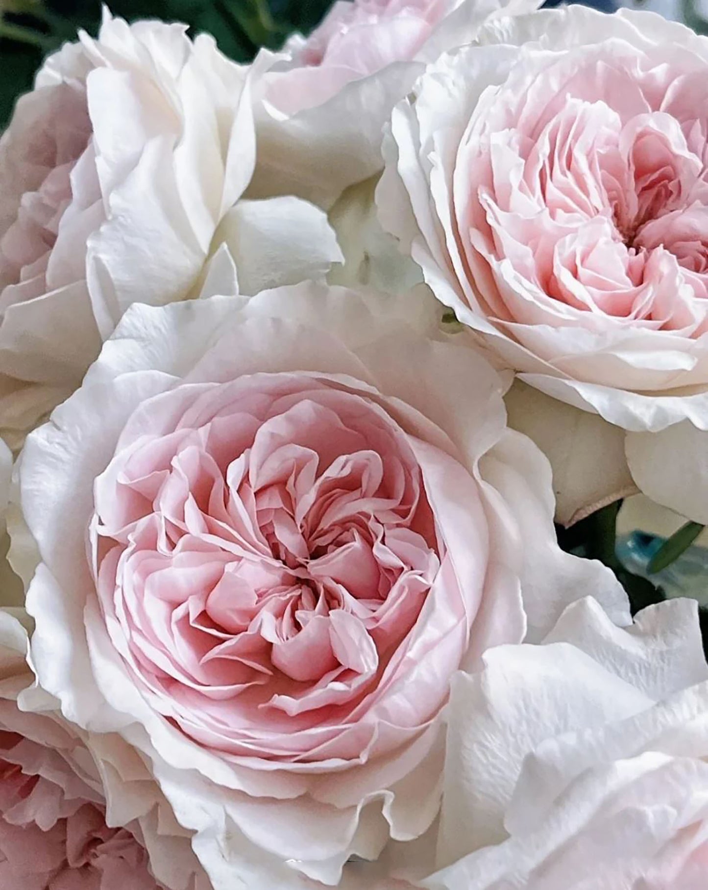 #SPJ257,Les Fraises 草莓奶昔, Japanese Shrub Rose, Large, Upright, Heat-tolerant, disease-resistant, Non-Grafted/Own Root.