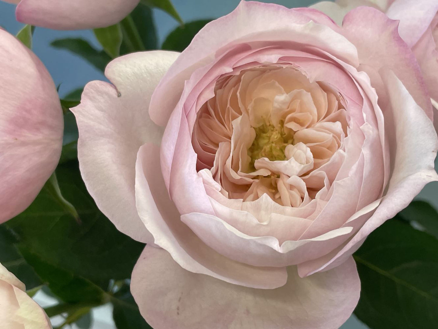#SPJ143,Cherry Antique 樱桃古董,Japanese Shrub Rose, Non-Grafted/Own Root.