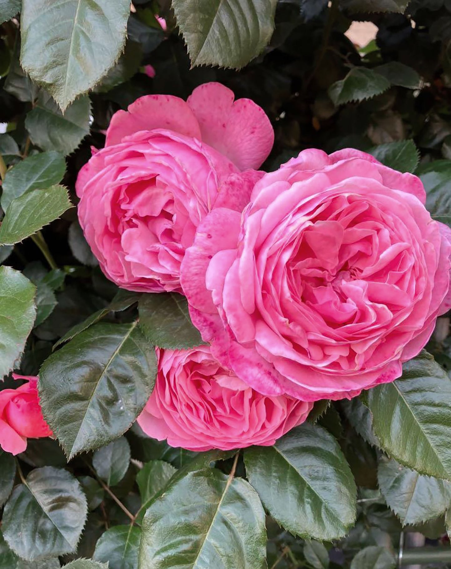 #SPG045,extremely similar to Flora Colonia 科隆百花园, German Climbing & Shrub Roses, Large, Strong fragrance.Heat-tolerant, disease-resistant, Non-Grafted/Own Root.