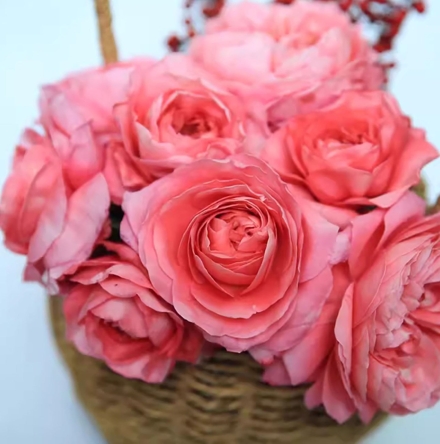 Fragrance King Terrazza 芳香王阳台/香香公主,Floribunda Rose, Non-Grafted/Own Root.