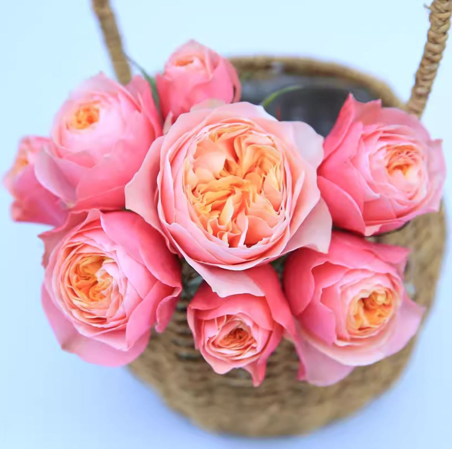 #SPN150, Vuvuzela 温柔珊瑚心,Shrub Rose,Non-Grafted/Own Root.