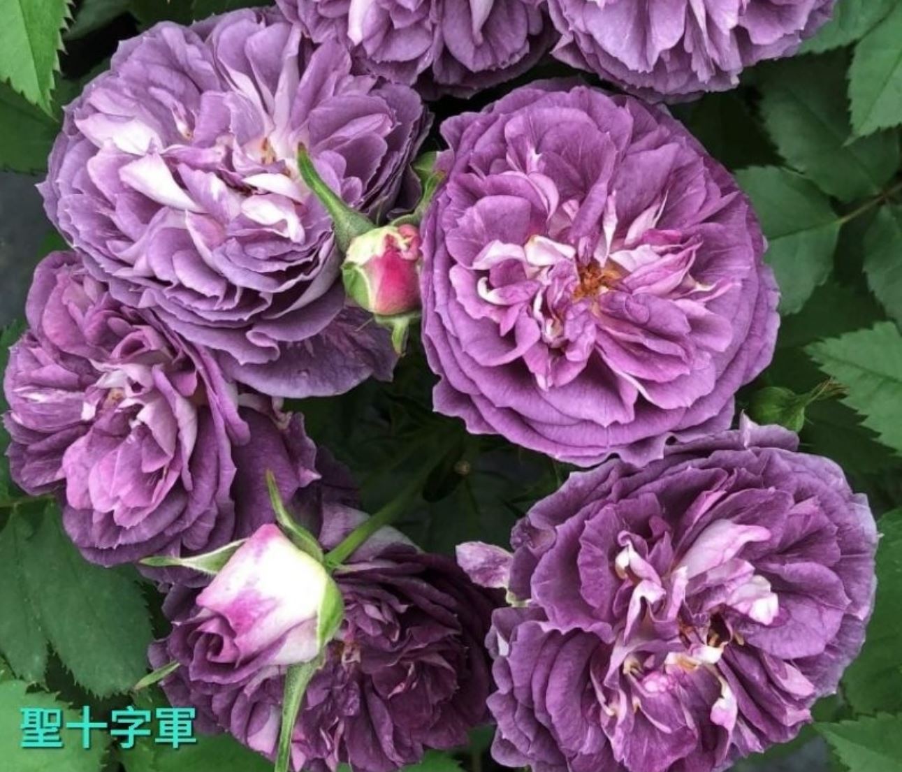 #SPJ099,Rinaldo 圣十字军, Japanese Shrub Rose, Non-Grafted/Own Root.