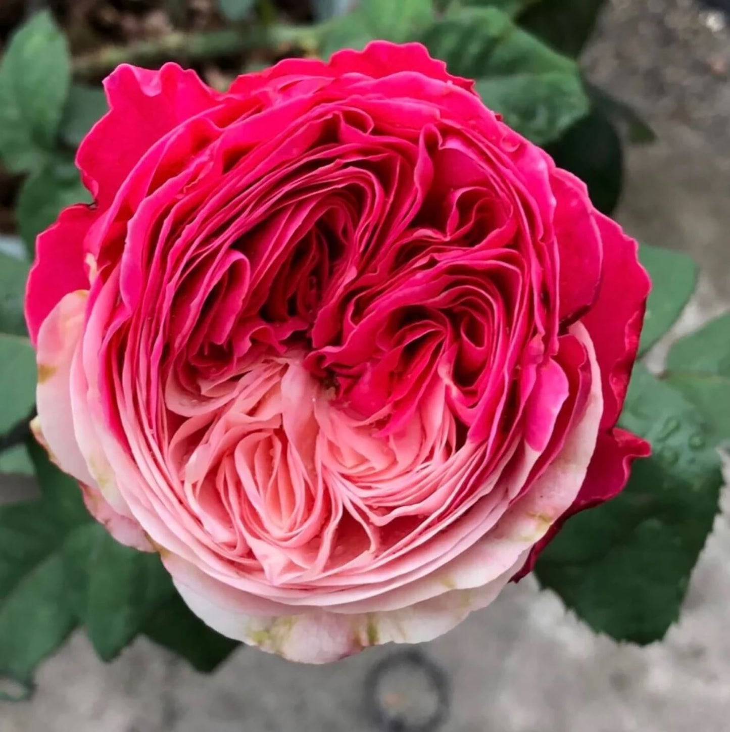 #SPJ166, Tamaki 环, Japanese Shrub Rose,Non-Grafted/Own Root.