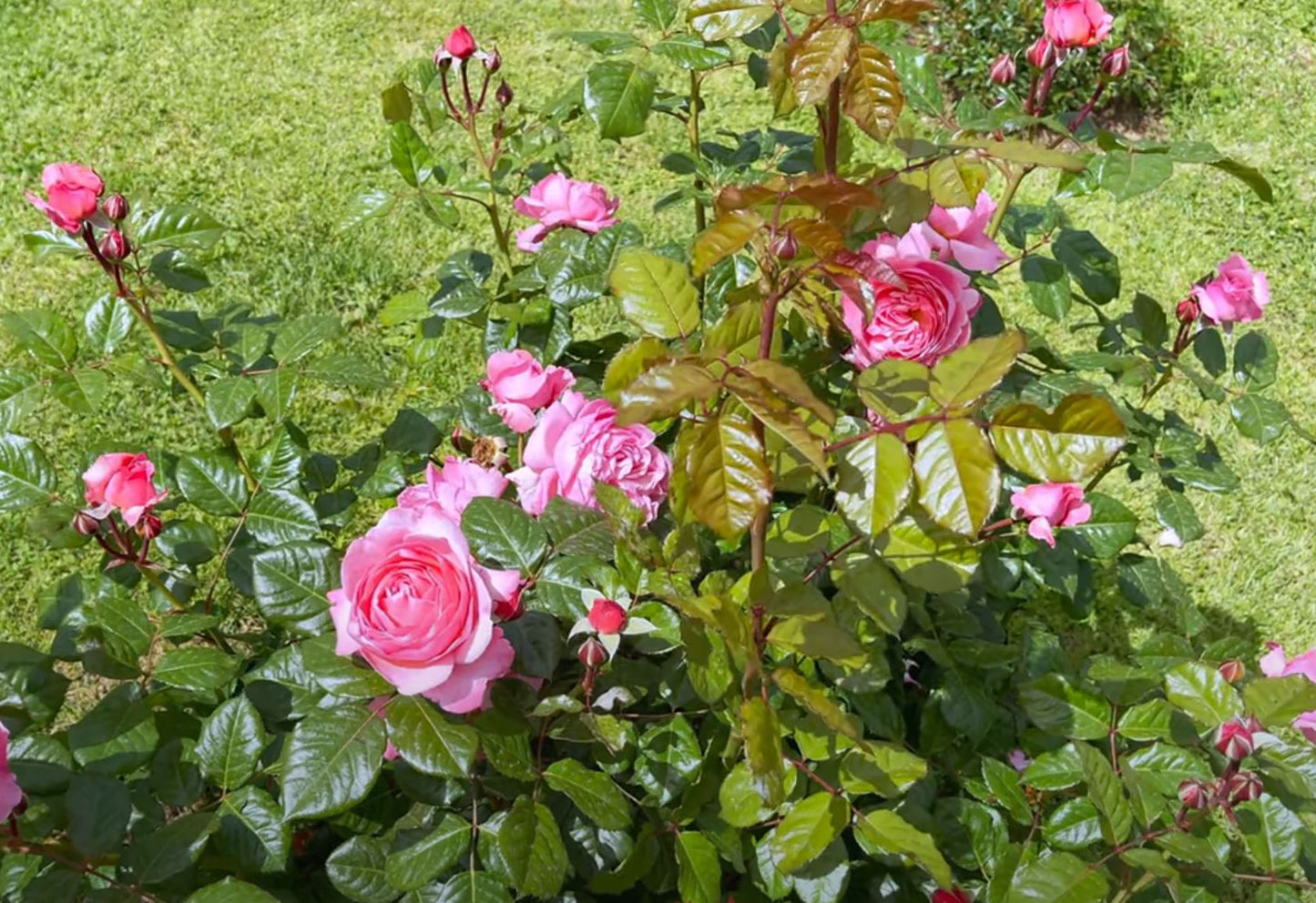 #SPG045,extremely similar to Flora Colonia 科隆百花园, German Climbing & Shrub Roses, Large, Strong fragrance.Heat-tolerant, disease-resistant, Non-Grafted/Own Root.