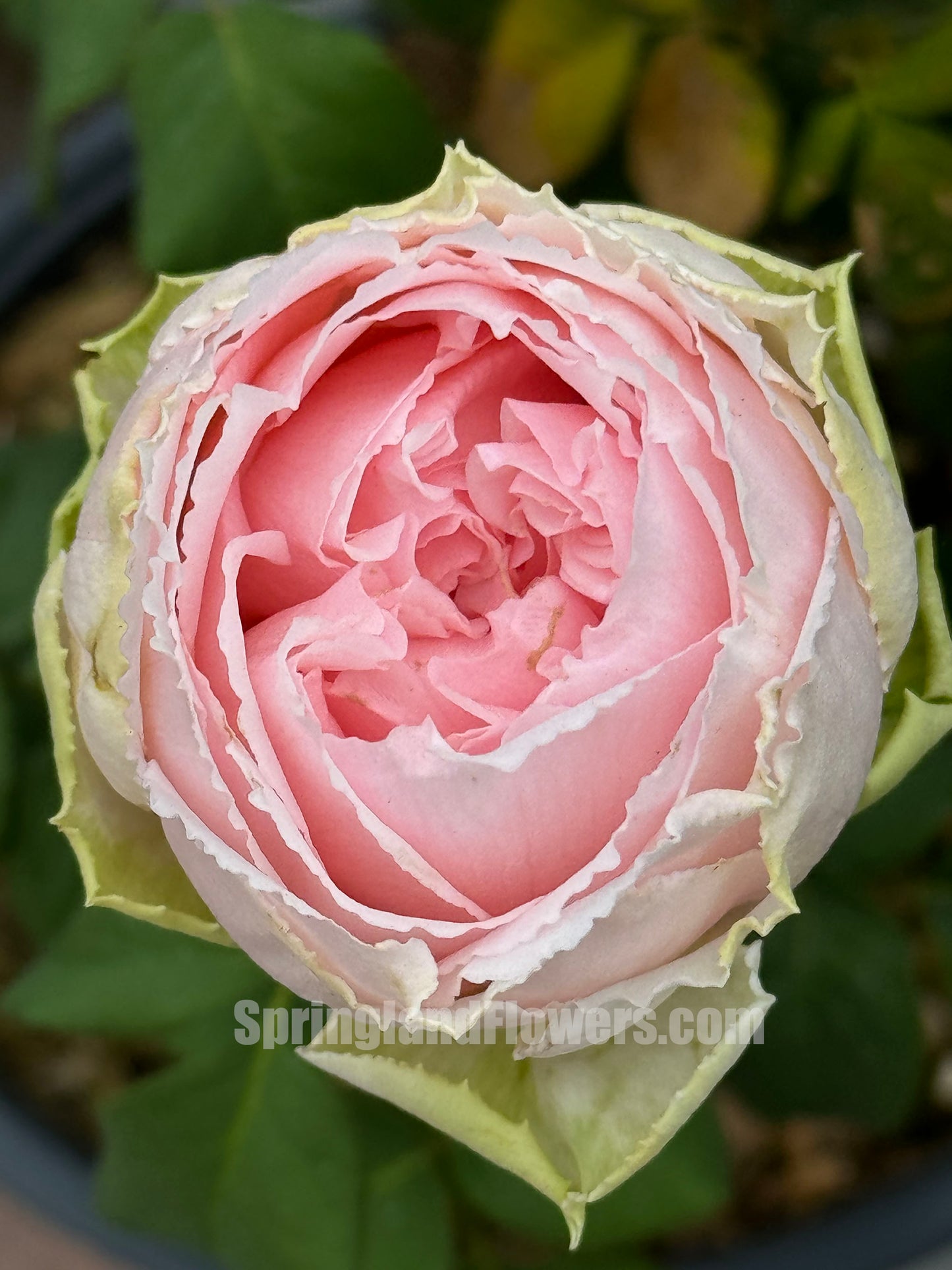 #SPJ056 , Elegant Dress 典雅礼服, Japanese Florist Shrub Rose, Non-Grafted/Own Root.