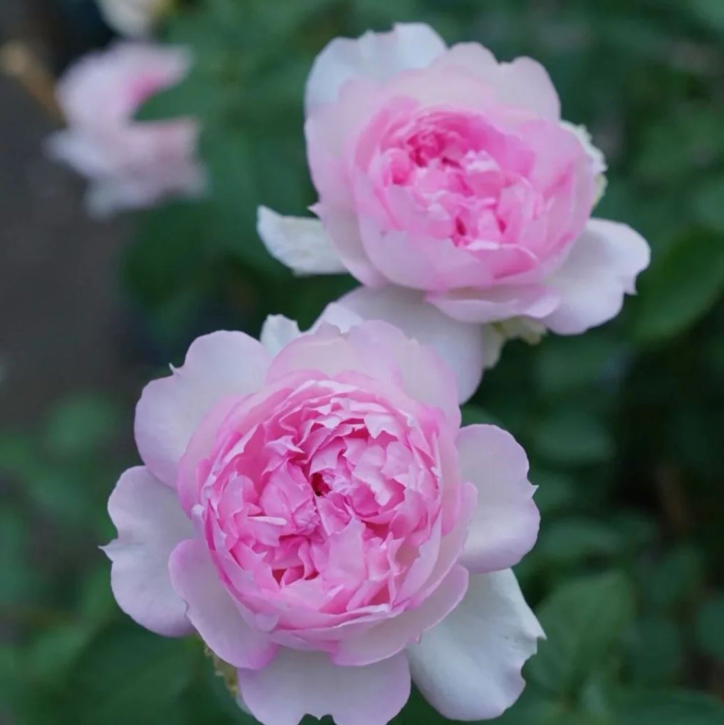 #SPJ162, NEW! Martha 玛莎, Japanese Climbing Rose, Non-Grafted/Own Root.