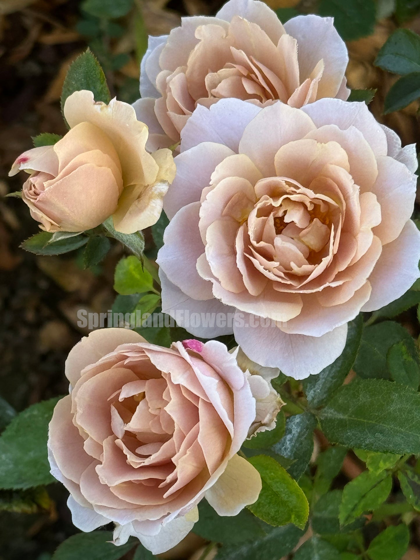 #SPC207, Fragment of Fall 锁清秋,Chinese Floribunda Rose, Upright, Repeat-Flowering, Excellent Disease Resistance,Non-Grafted/Own Root..
