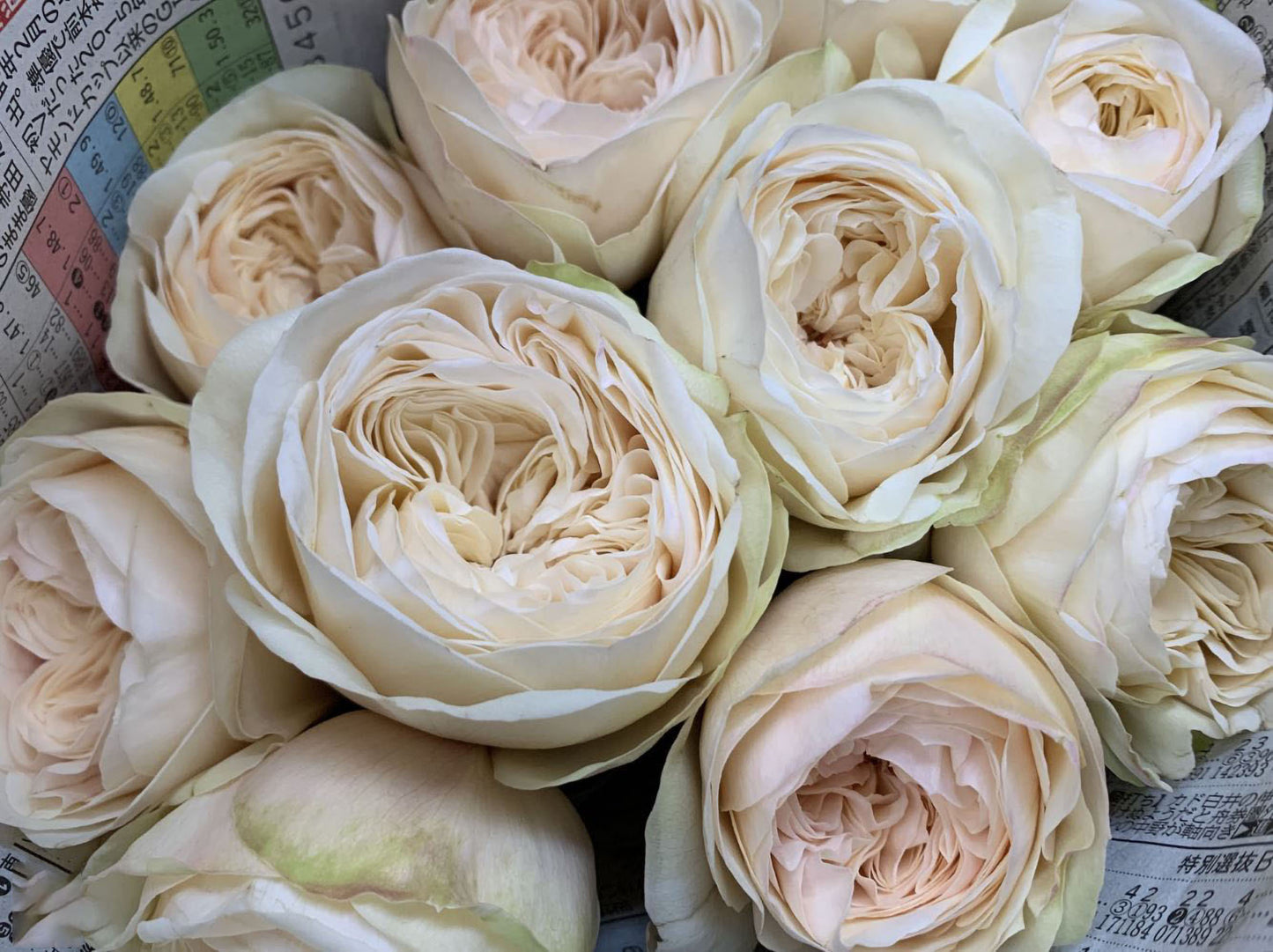 #SPJ165,Shiratama 白玉,Japanese Floribunda Rose.