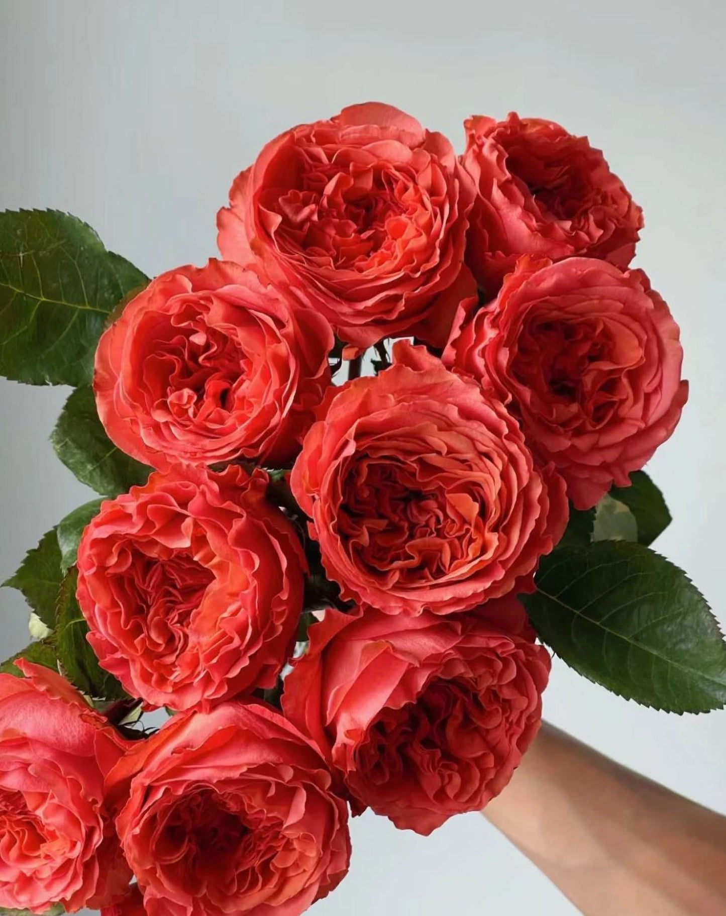 #SPN119,Extremely Similar to Dark X-pression 黑暗激情/黑暗爆炸, Florist Shrub Rose.