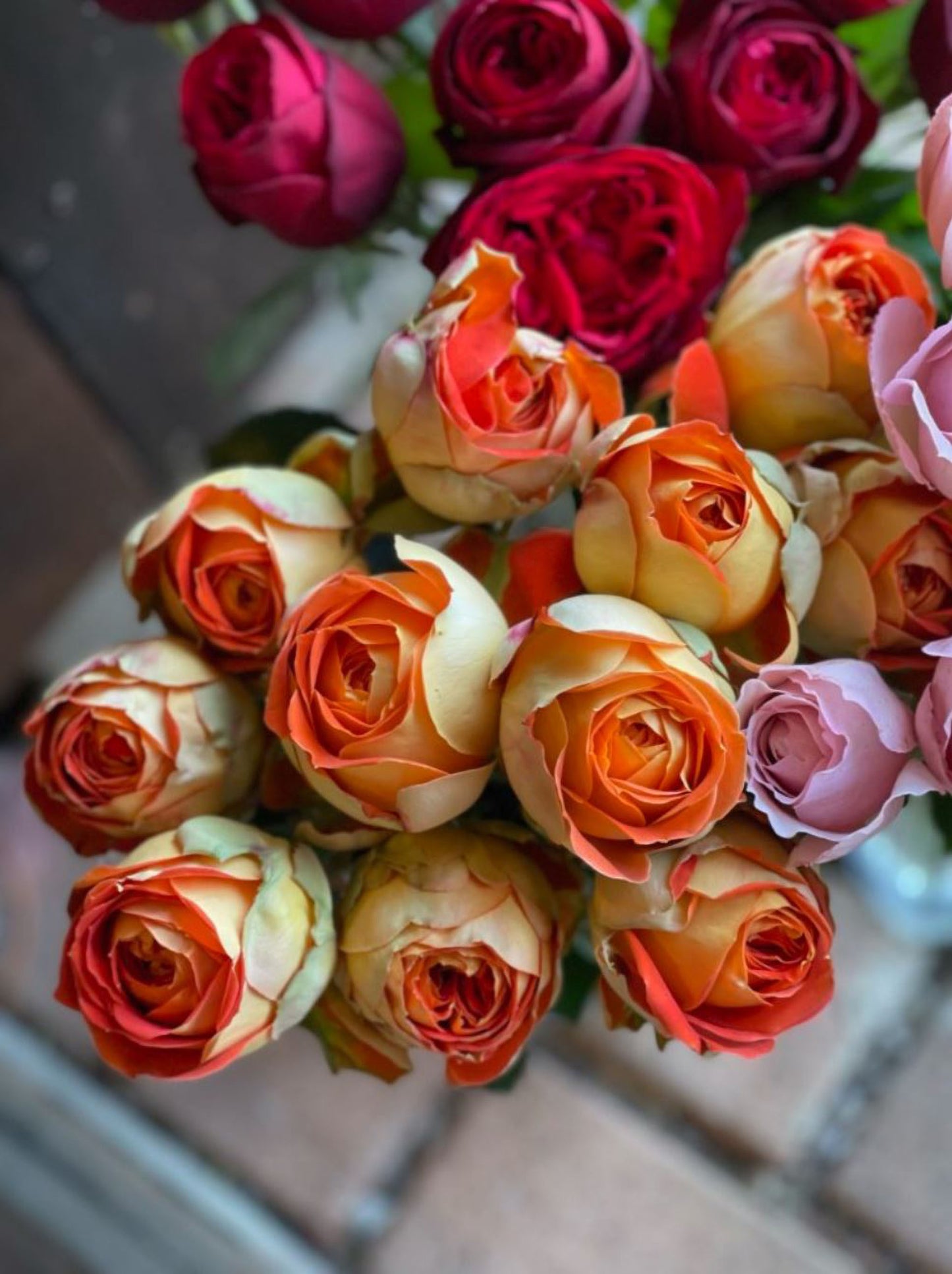 #SPJ131,Arancia 橙意,Japanese Floribunda Rose, Non-Grafted/Own Root.