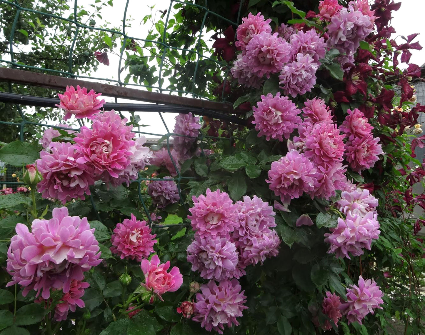 #SPN027, Fancy Ruffle 梦幻褶边, Netherlands Climbing Rose , Non-Grafted/Own Root.